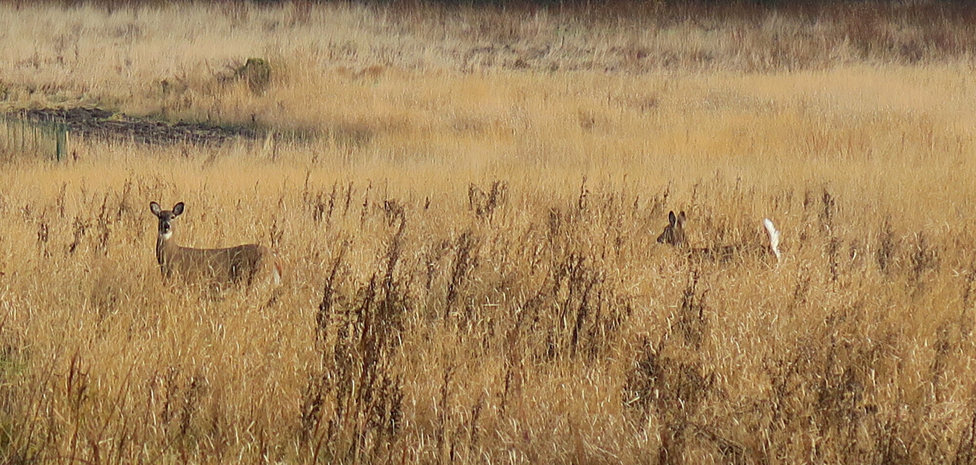 Valokuvaaja: Kati Westerlund