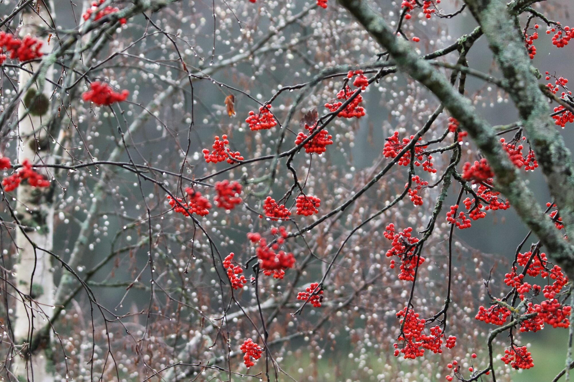 Valokuvaaja: Irja Lehtinen