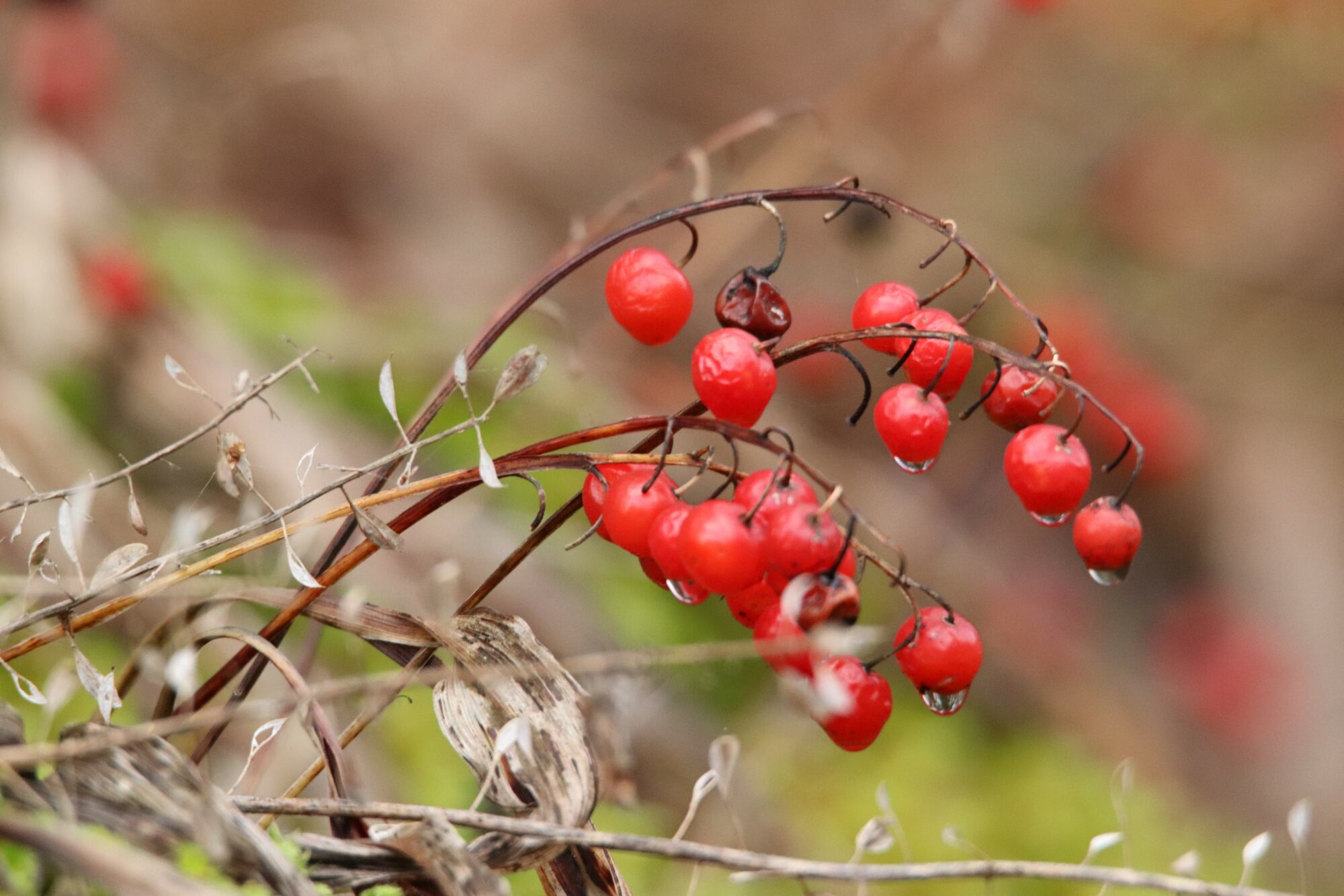 Valokuvaaja: Irja Lehtinen