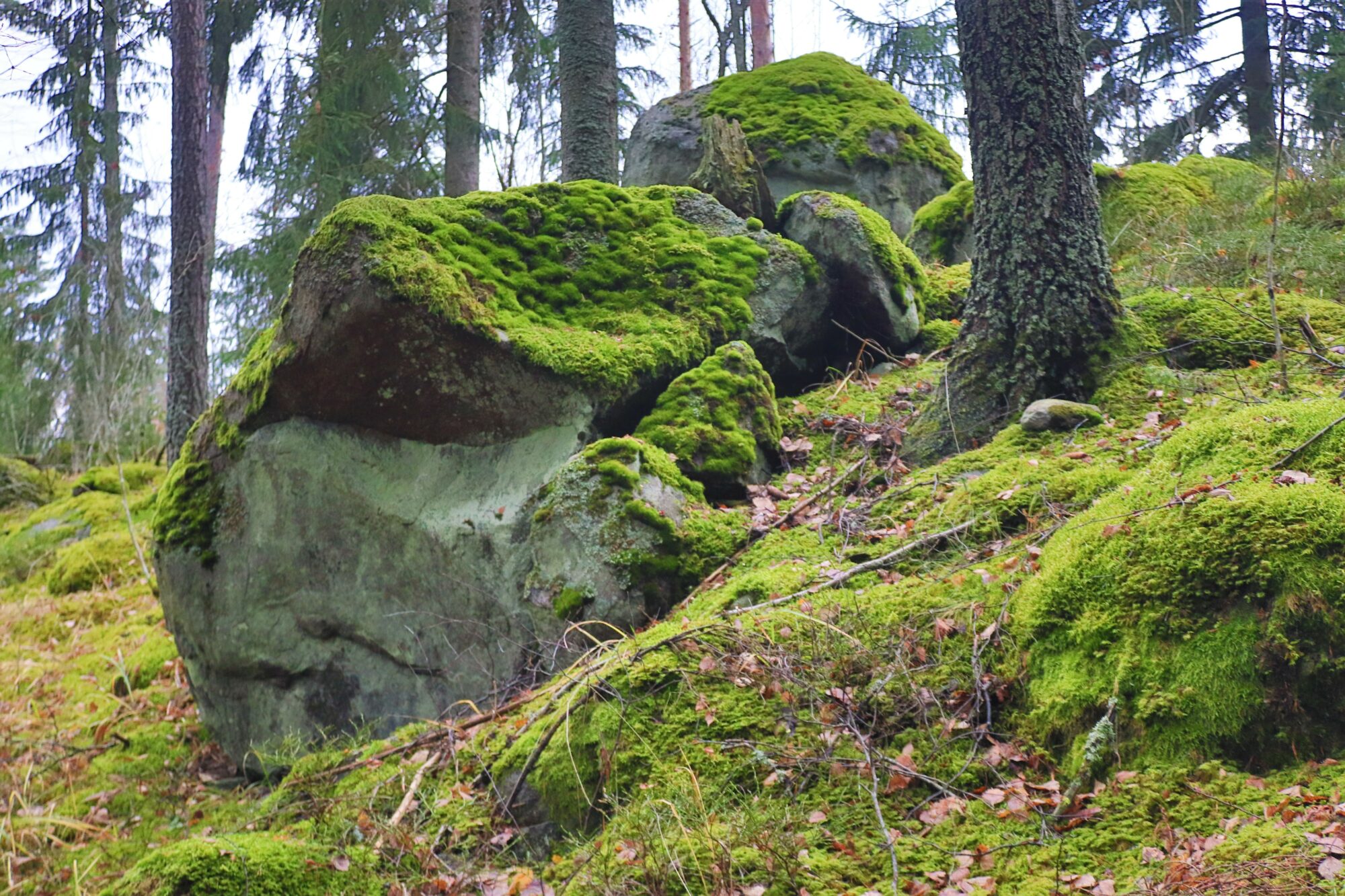 Valokuvaaja: Irja Lehtinen