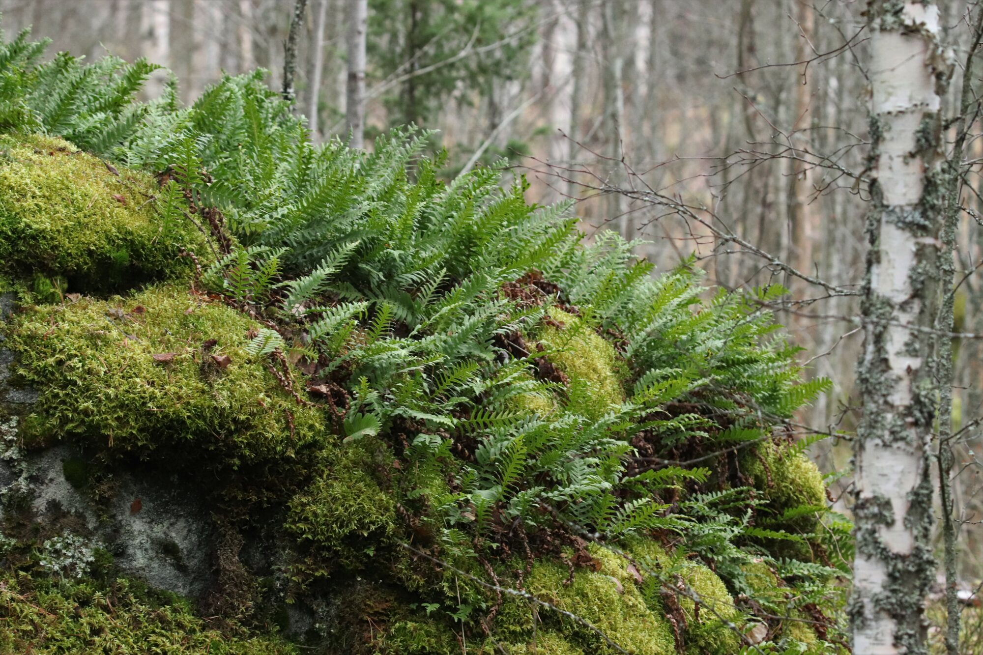 Valokuvaaja: Irja Lehtinen