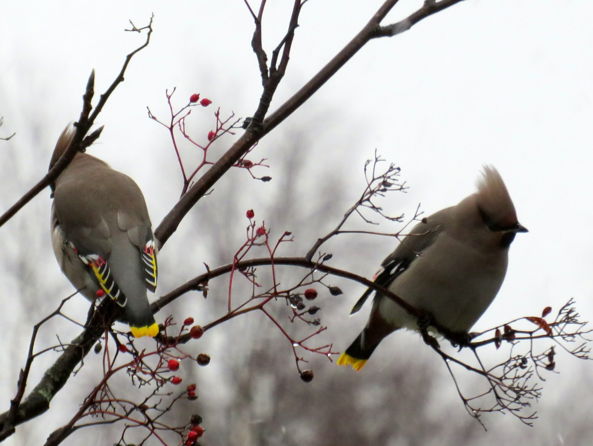 Valokuvaaja: Sirkka Ruotoistenmäki