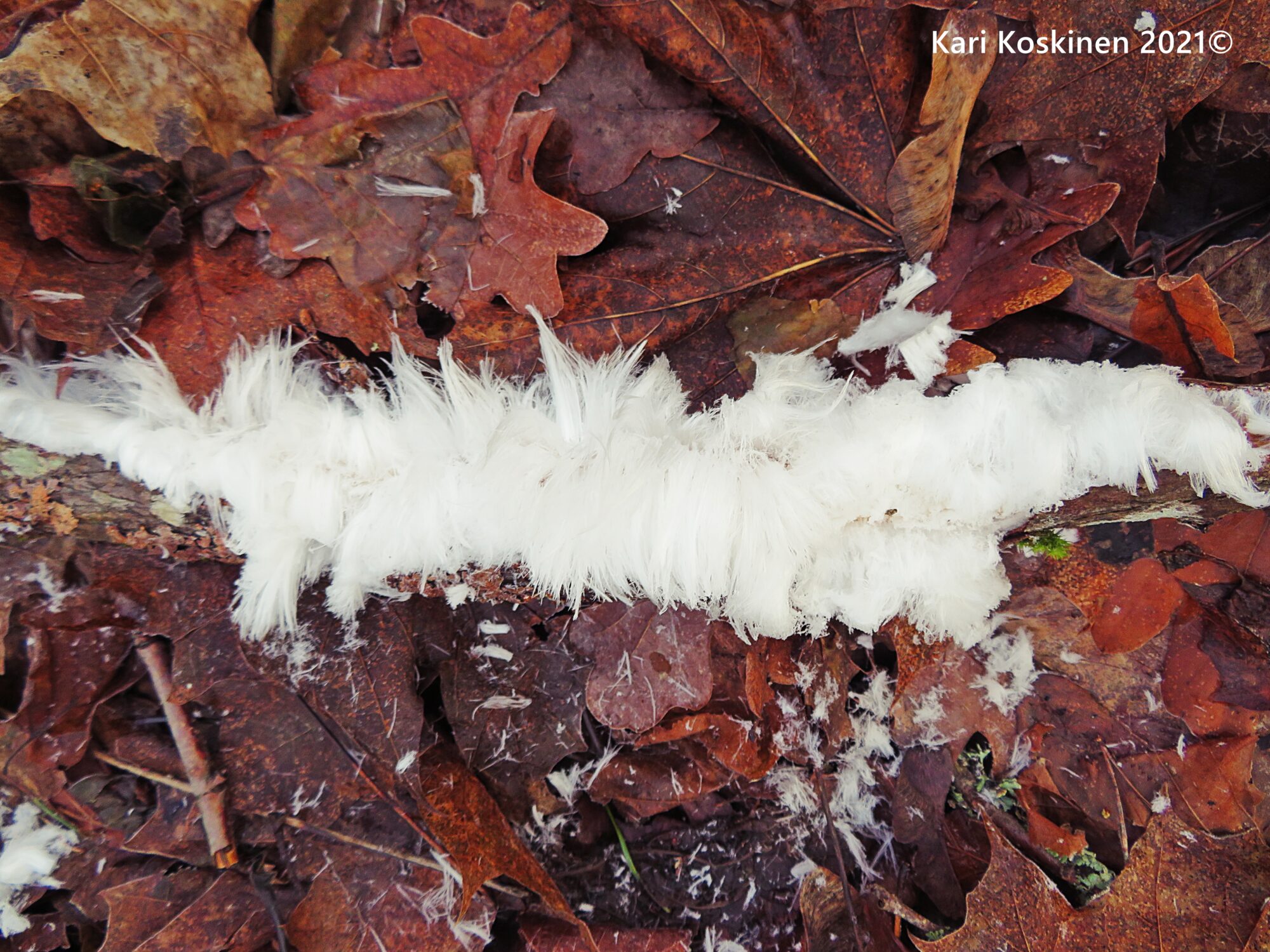 Valokuvaaja: kari koskinen
