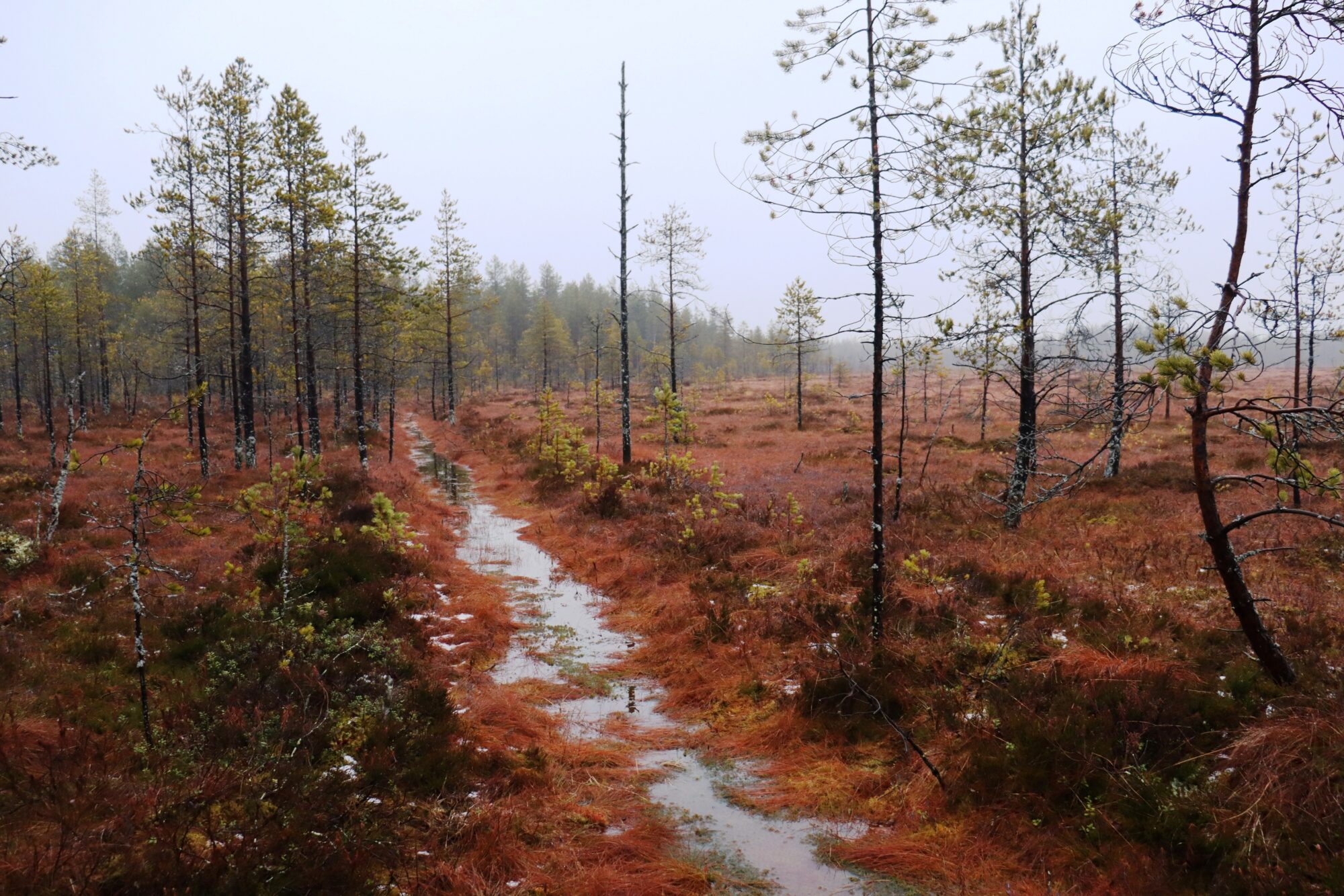 Valokuvaaja: rane nuutinen