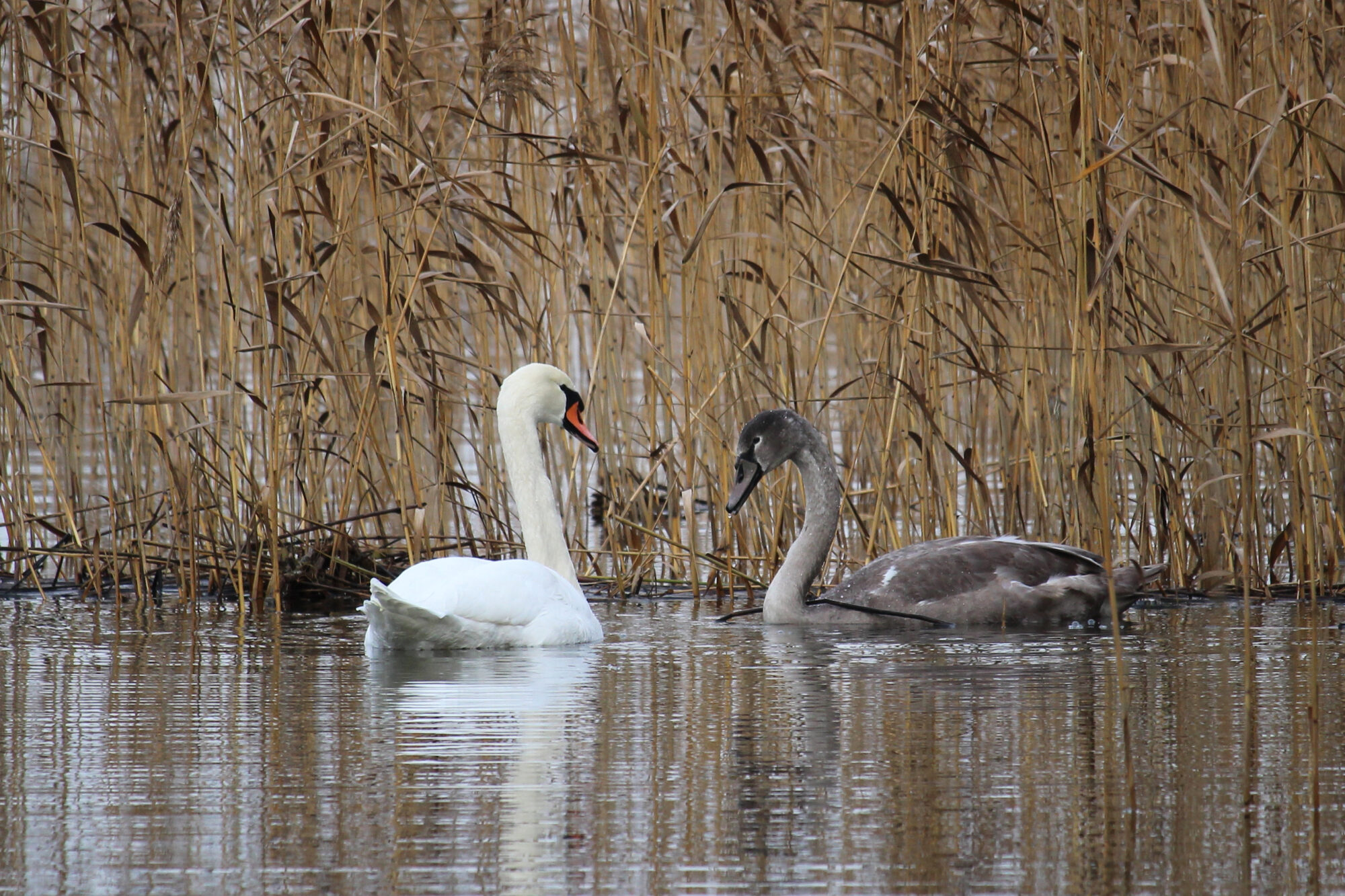 Valokuvaaja: Kirsi-Marja Joenpolvi Valokuvaaja: Kirsi-Marja Joenpolvi