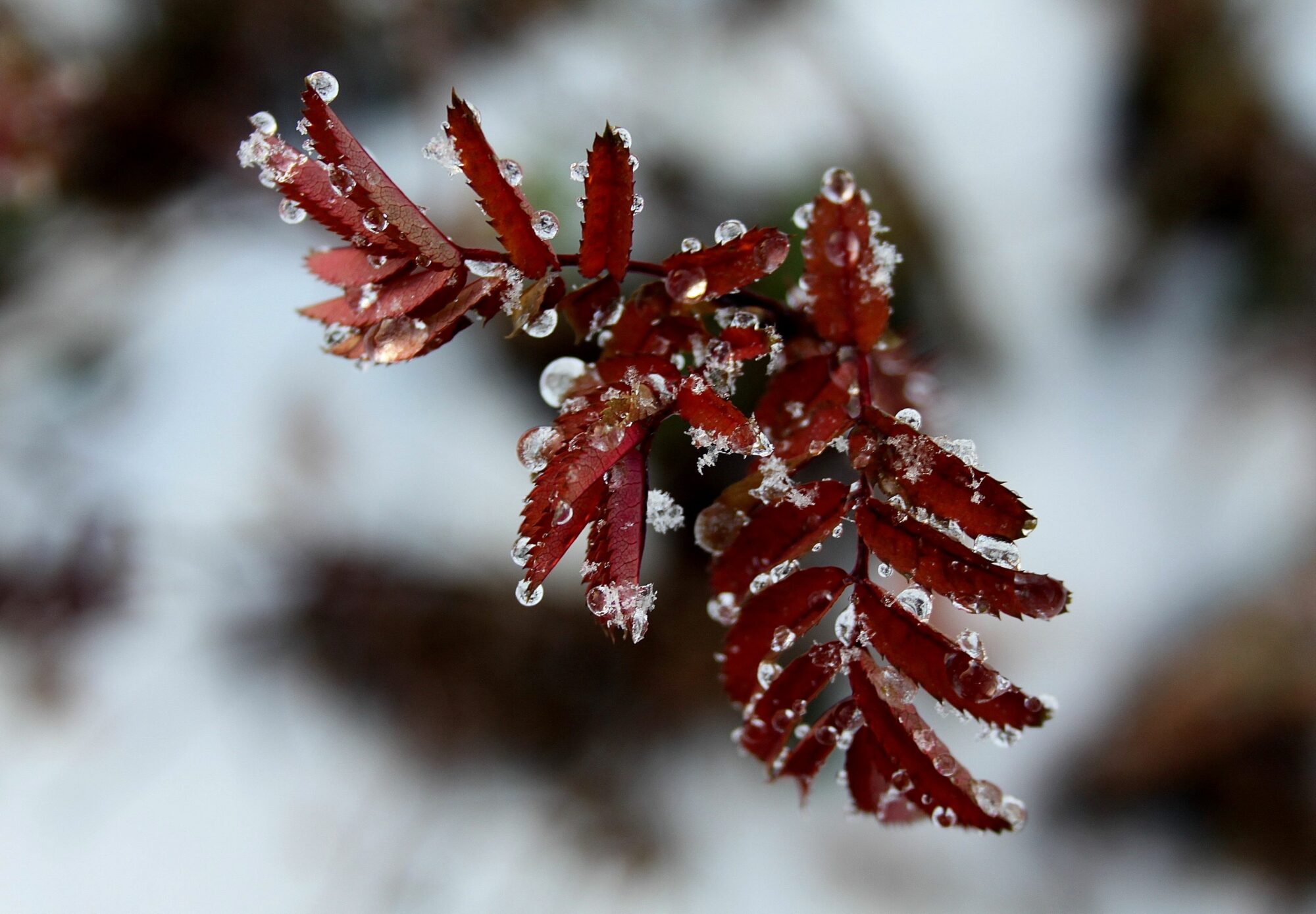 Valokuvaaja: Pirkko Siukonen Valokuvaaja: Pirkko Siukonen
