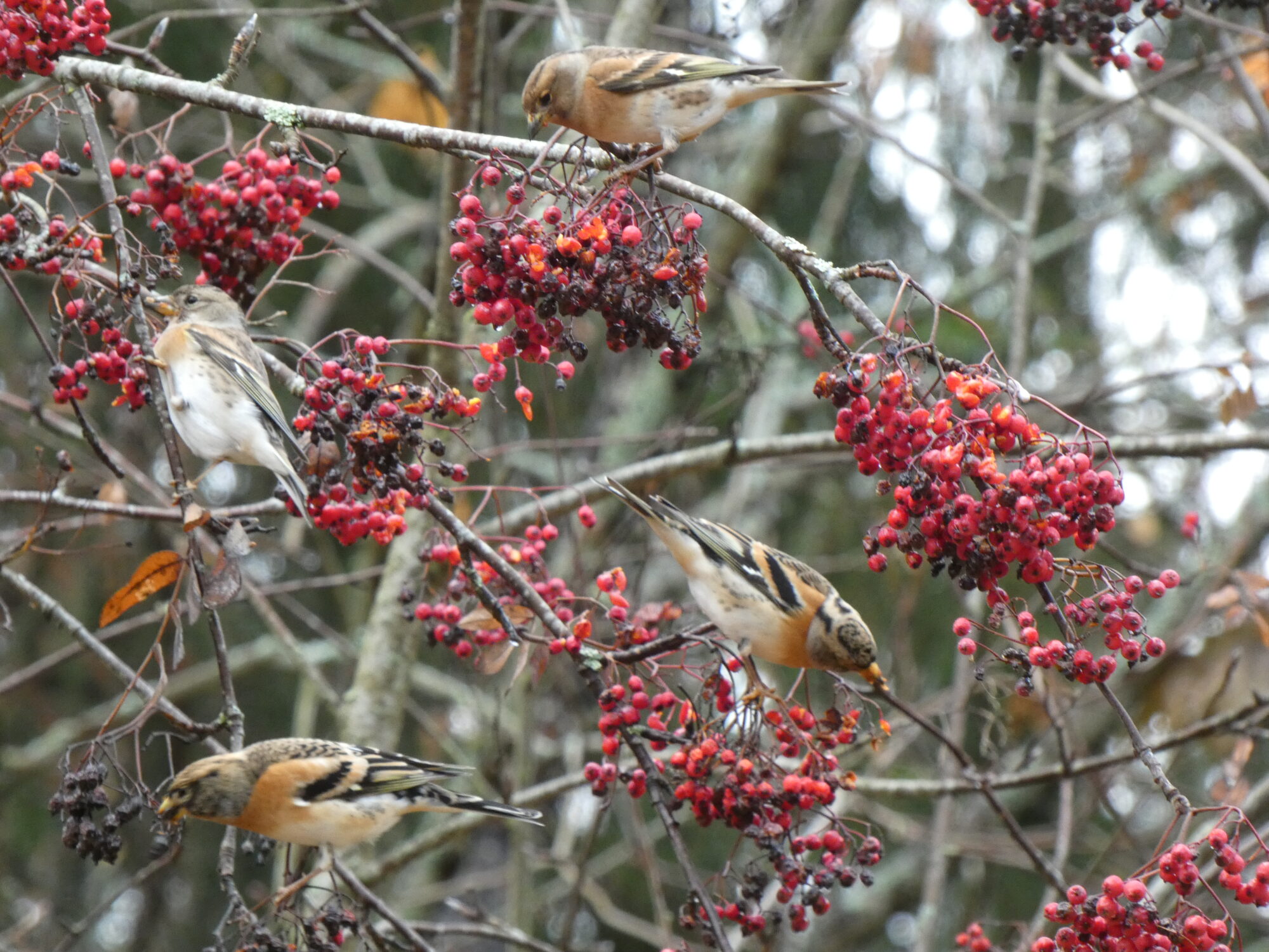 Valokuvaaja: Pekka Heino