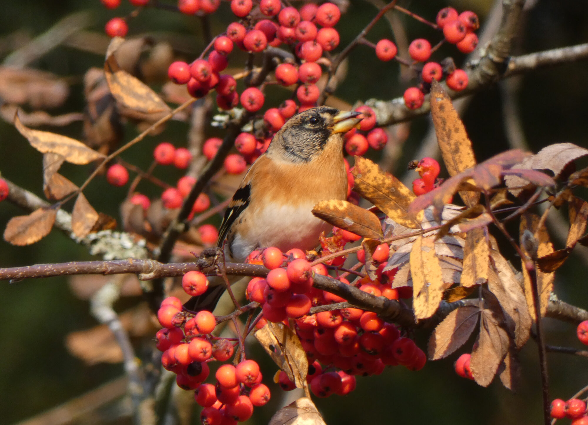 Valokuvaaja: Pekka Heino