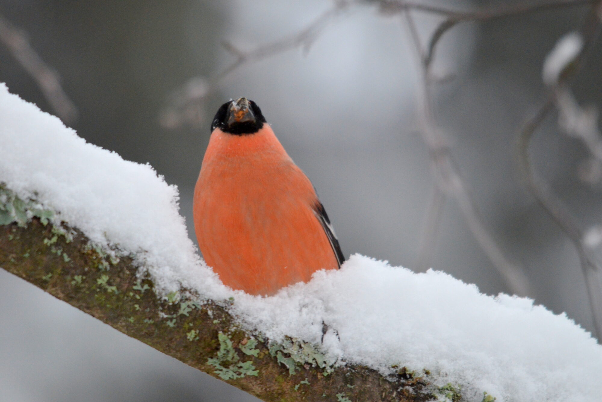 Valokuvaaja: Kaarlo Asikainen Valokuvaaja: Kaarlo Asikainen