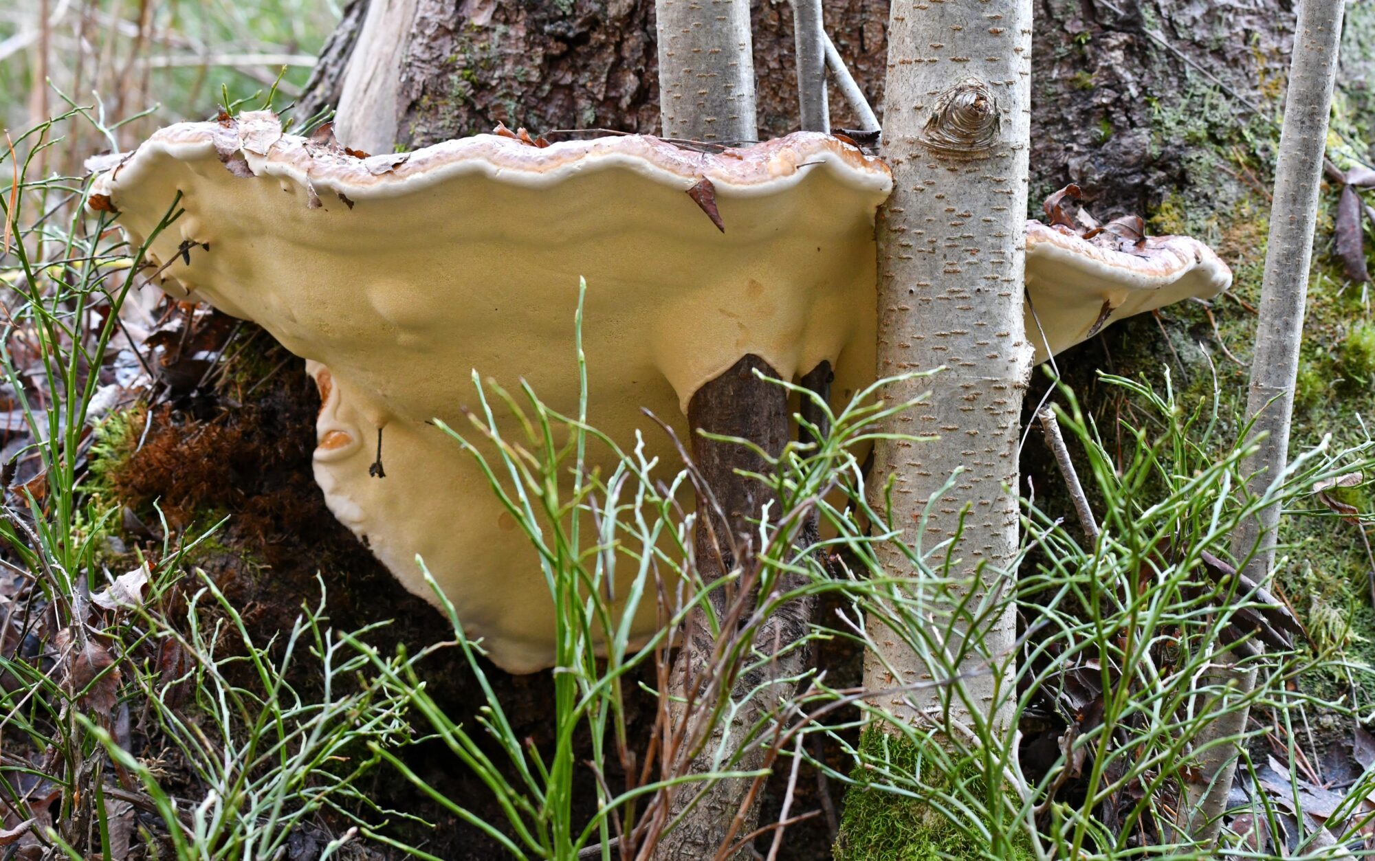 Valokuvaaja: Matti Manninen