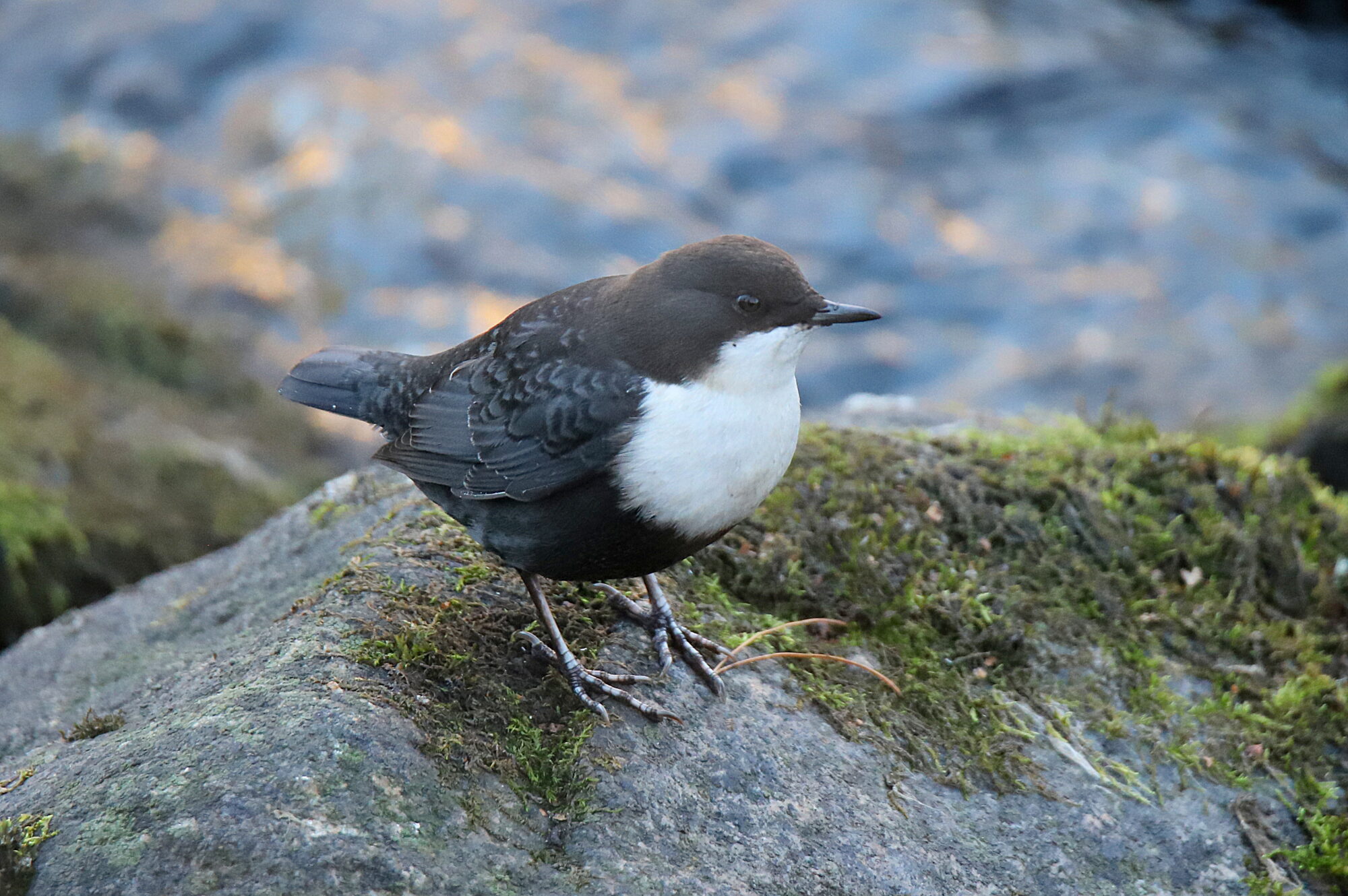 Valokuvaaja: sirpa jyske