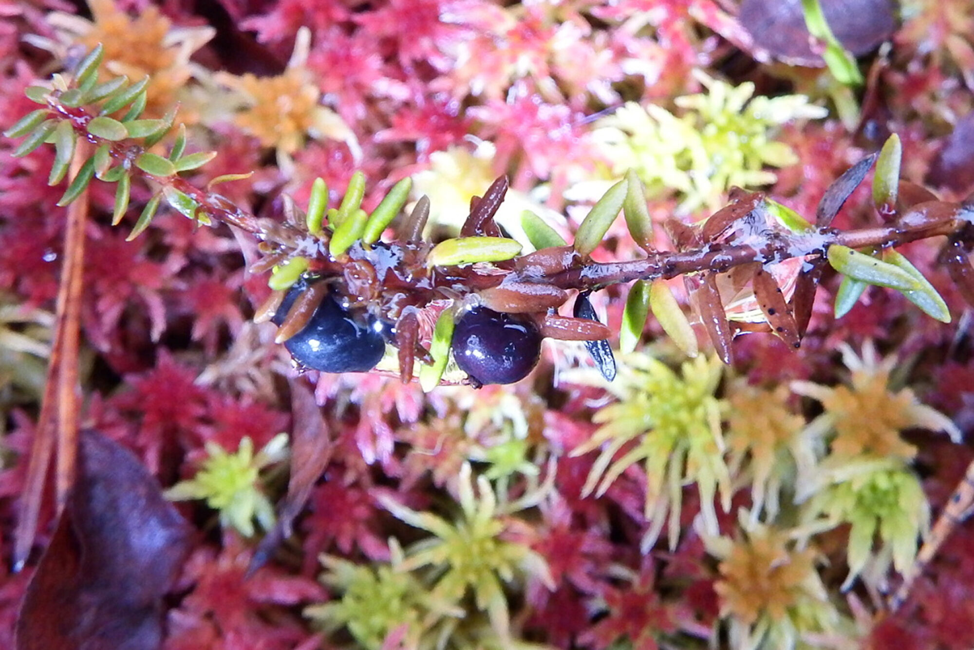 Valokuvaaja: Kaarlo Asikainen