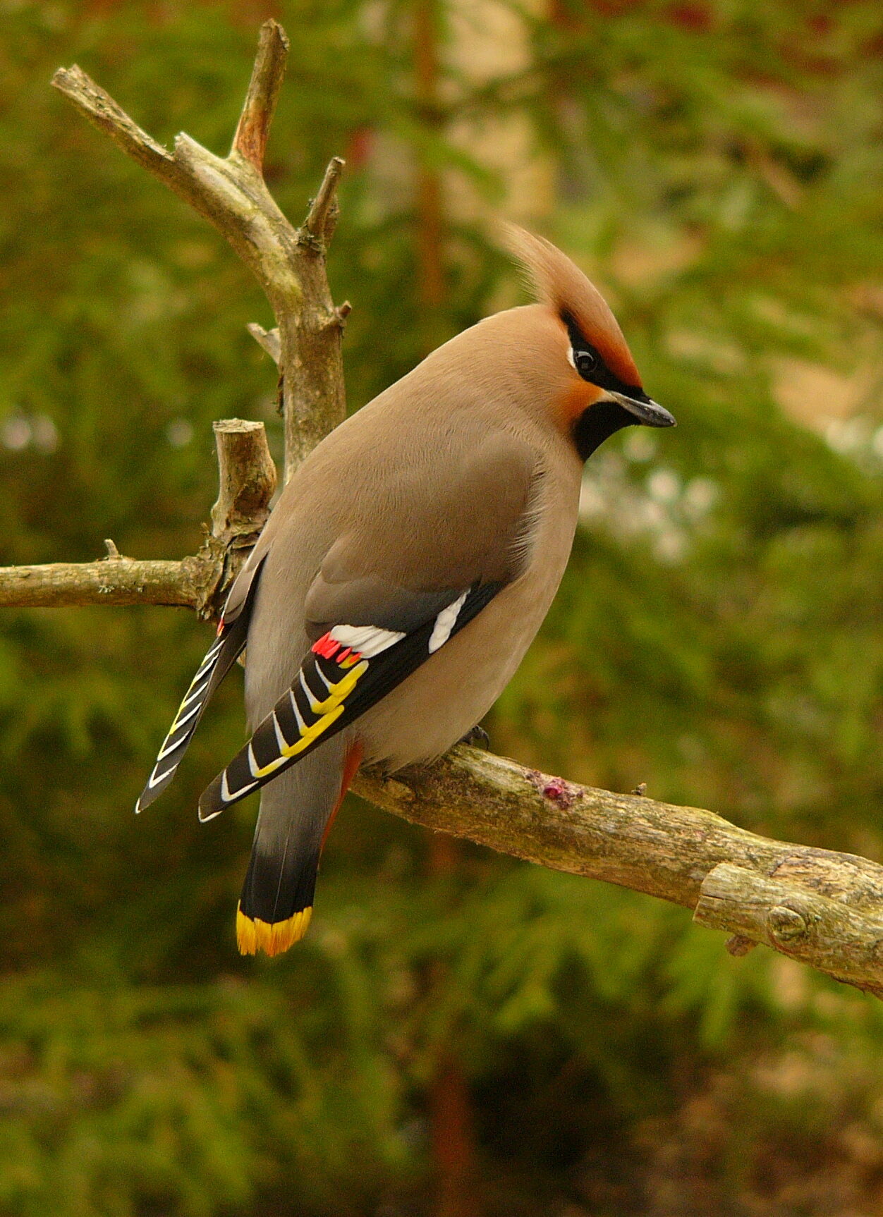 Valokuvaaja: Hannu Rasiranta