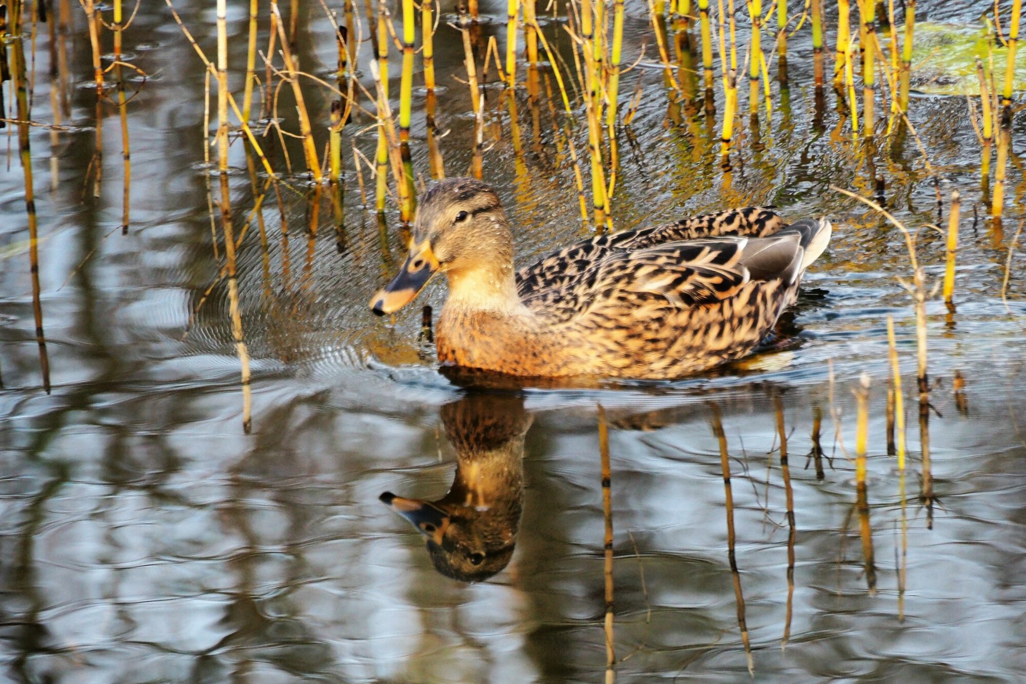 Valokuvaaja: Martti Valtonen