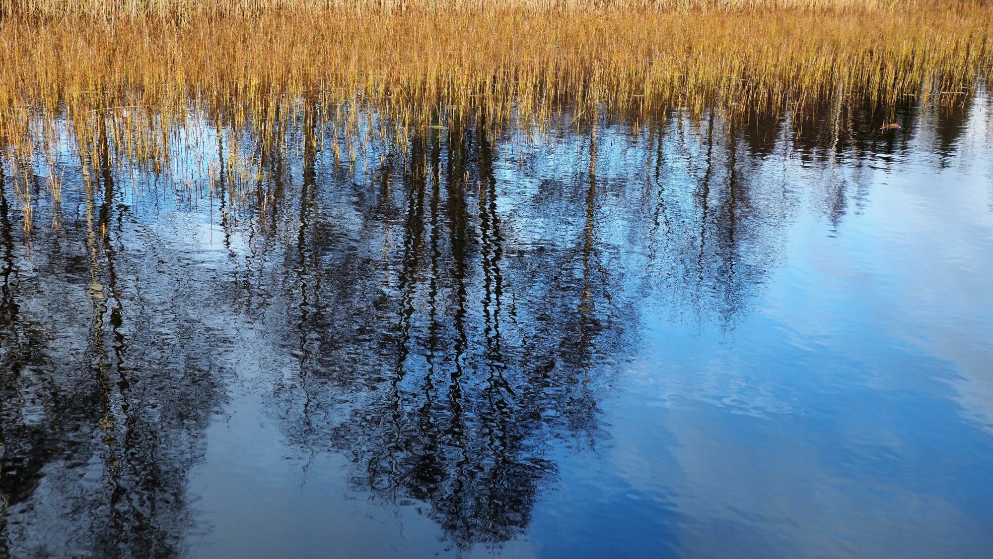 Valokuvaaja: Arja Valtonen