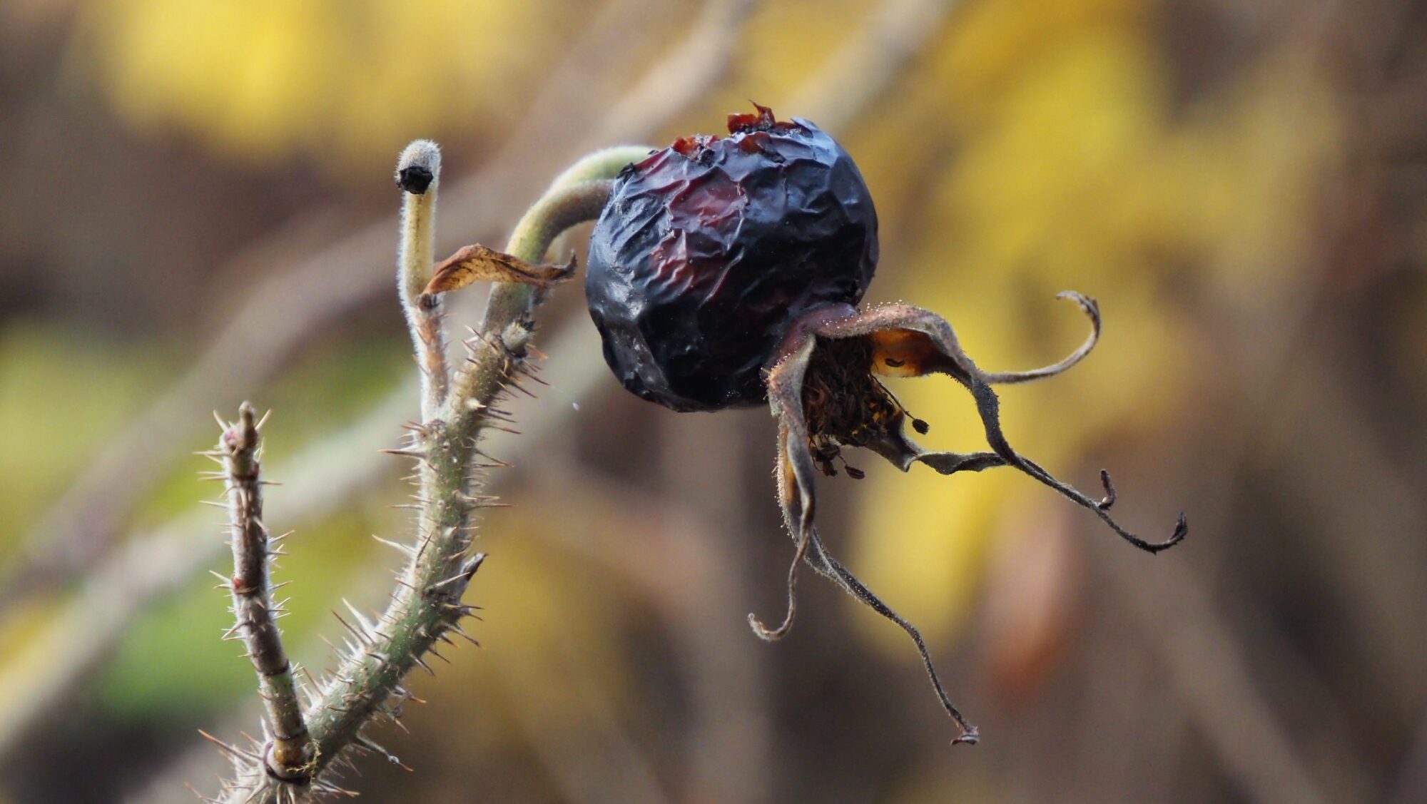 Valokuvaaja: Arja Valtonen