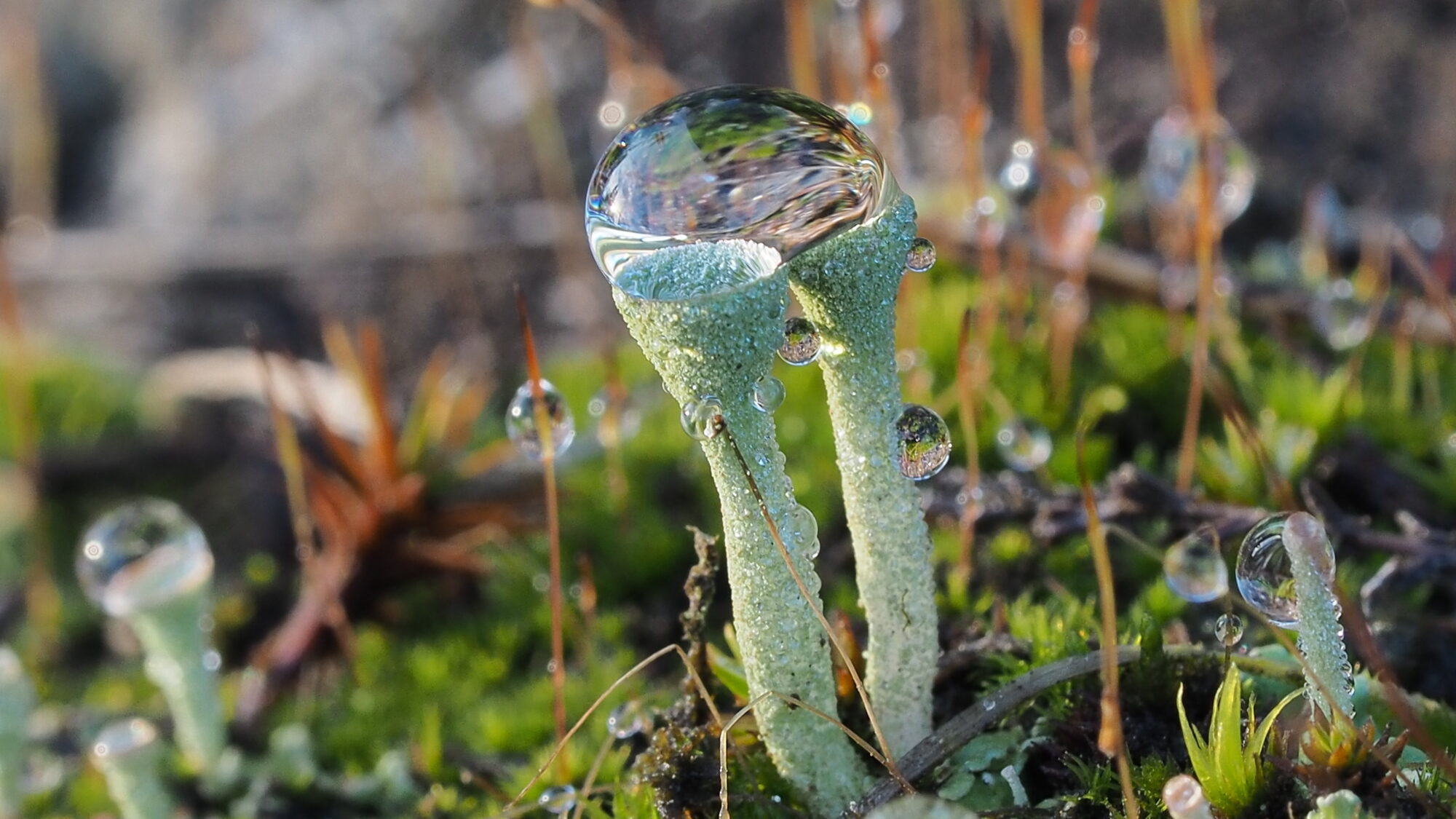 Valokuvaaja: Martti Valtonen