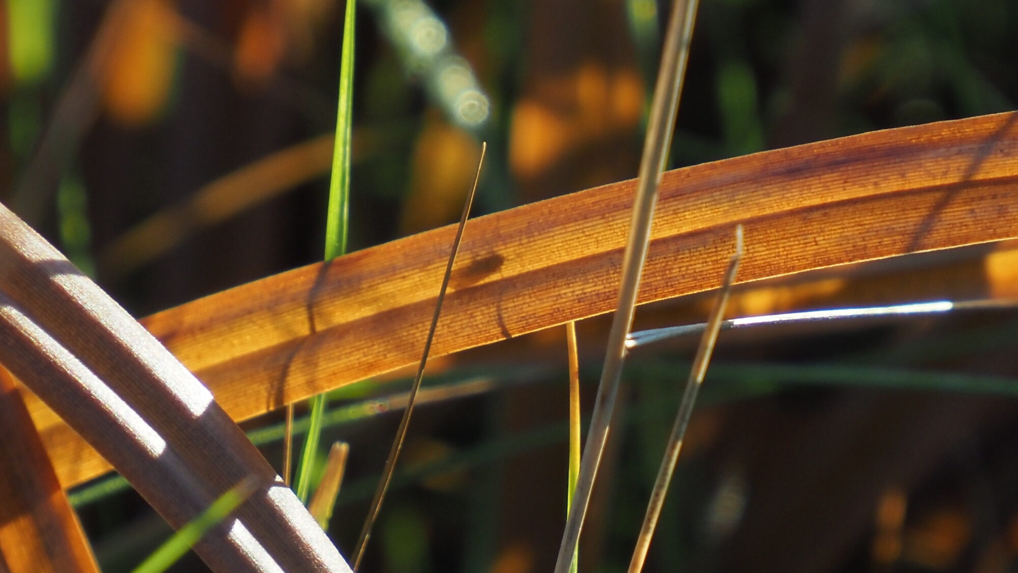 Valokuvaaja: Arja Valtonen