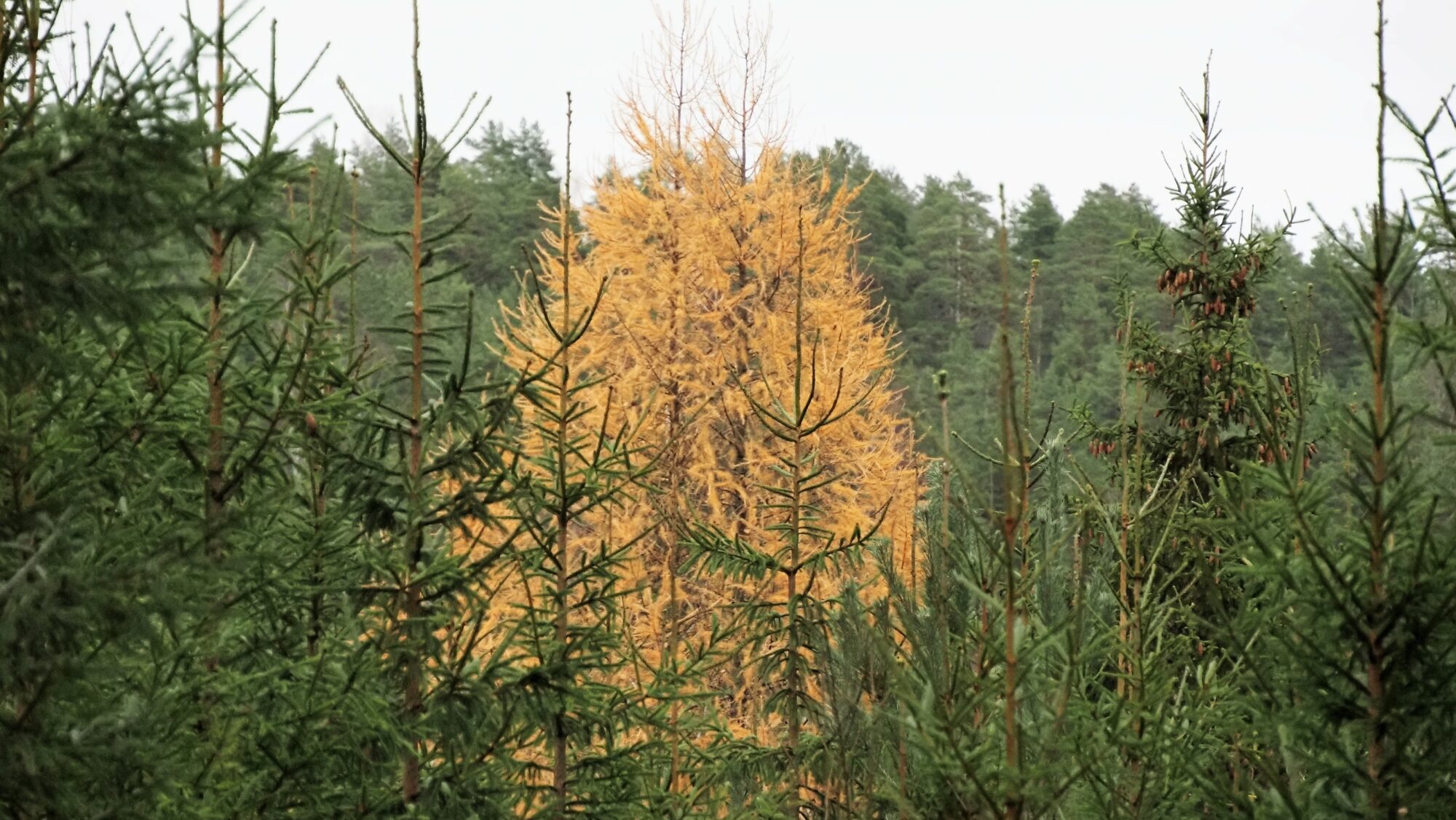 Valokuvaaja: Arja Valtonen