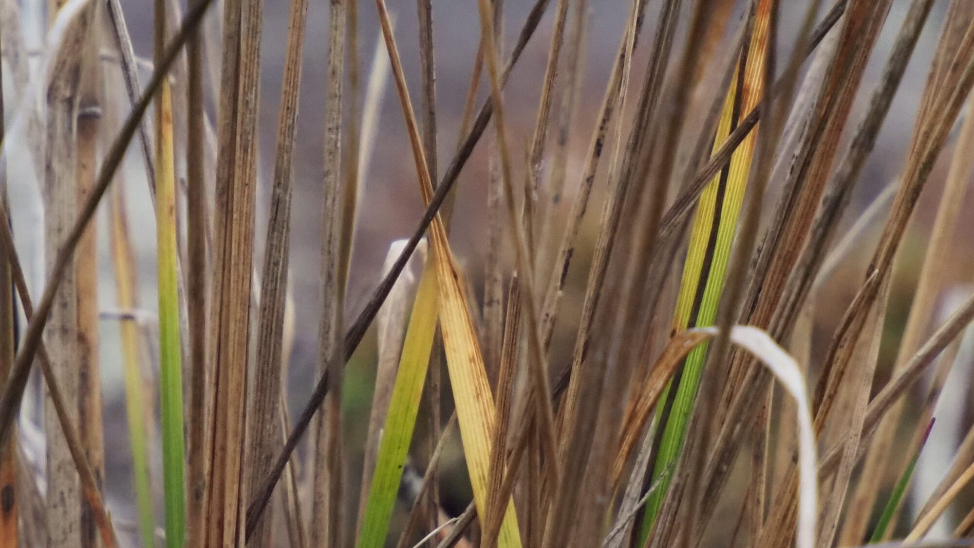 Valokuvaaja: Arja Valtonen