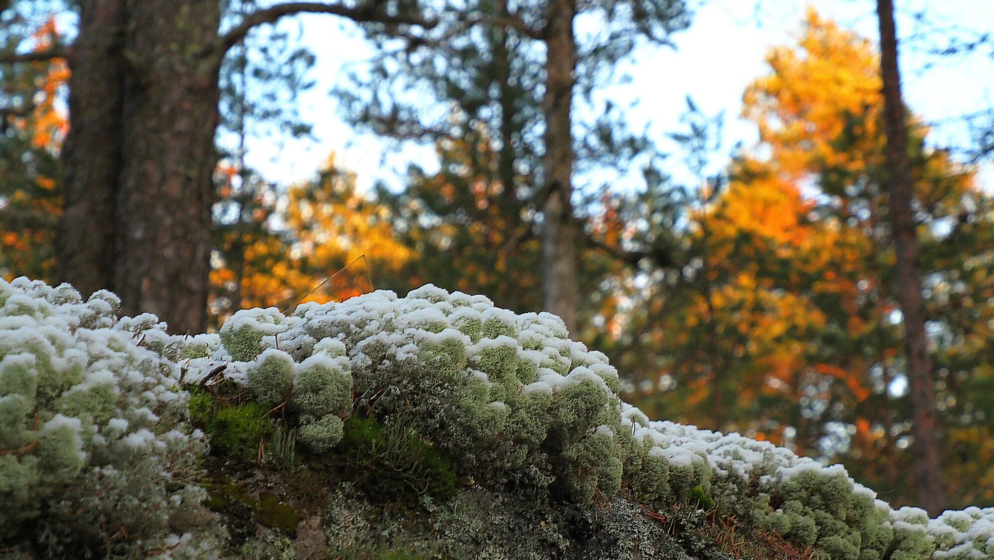 Valokuvaaja: Arja Valtonen