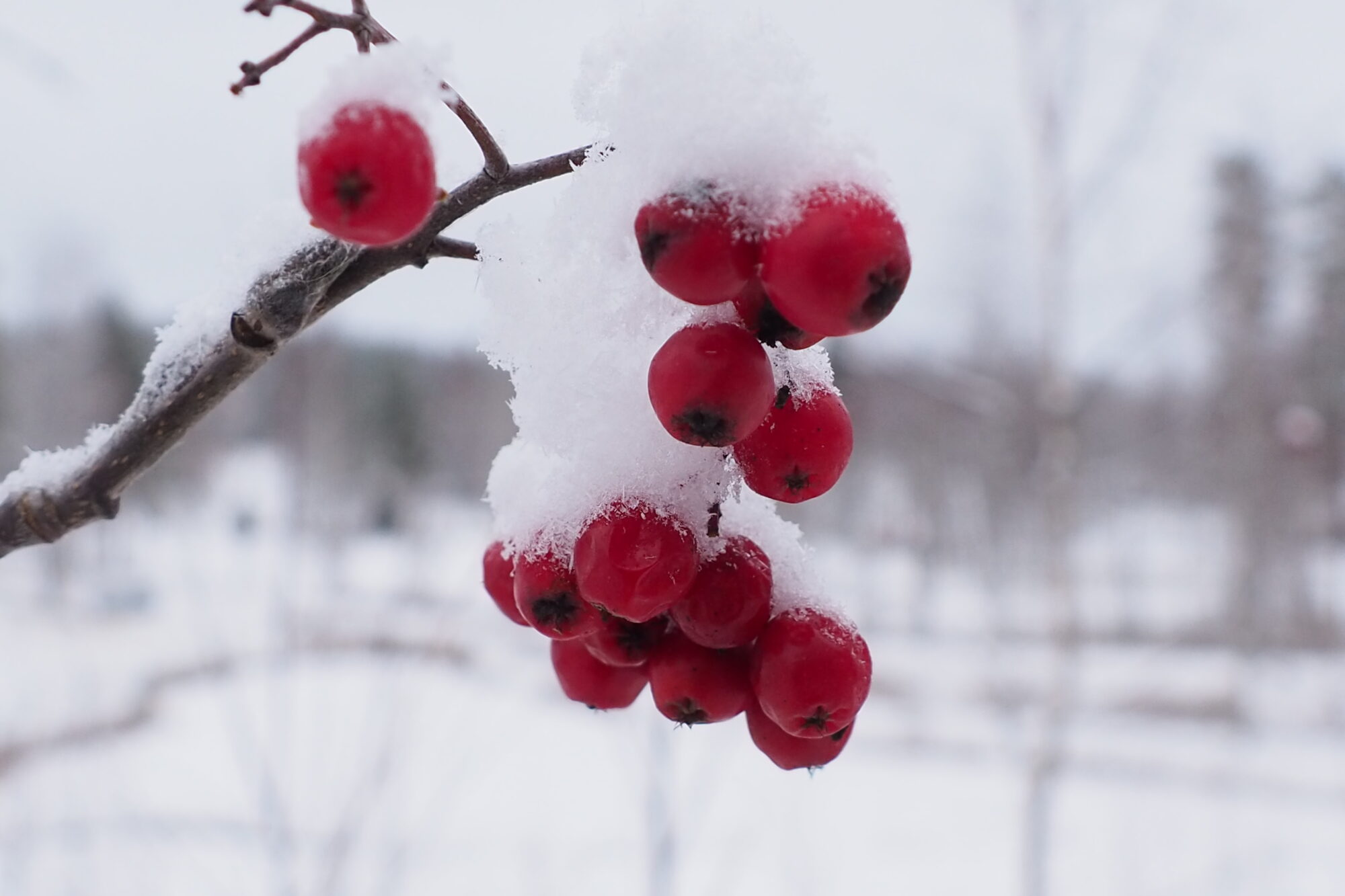 Valokuvaaja: Martti Valtonen