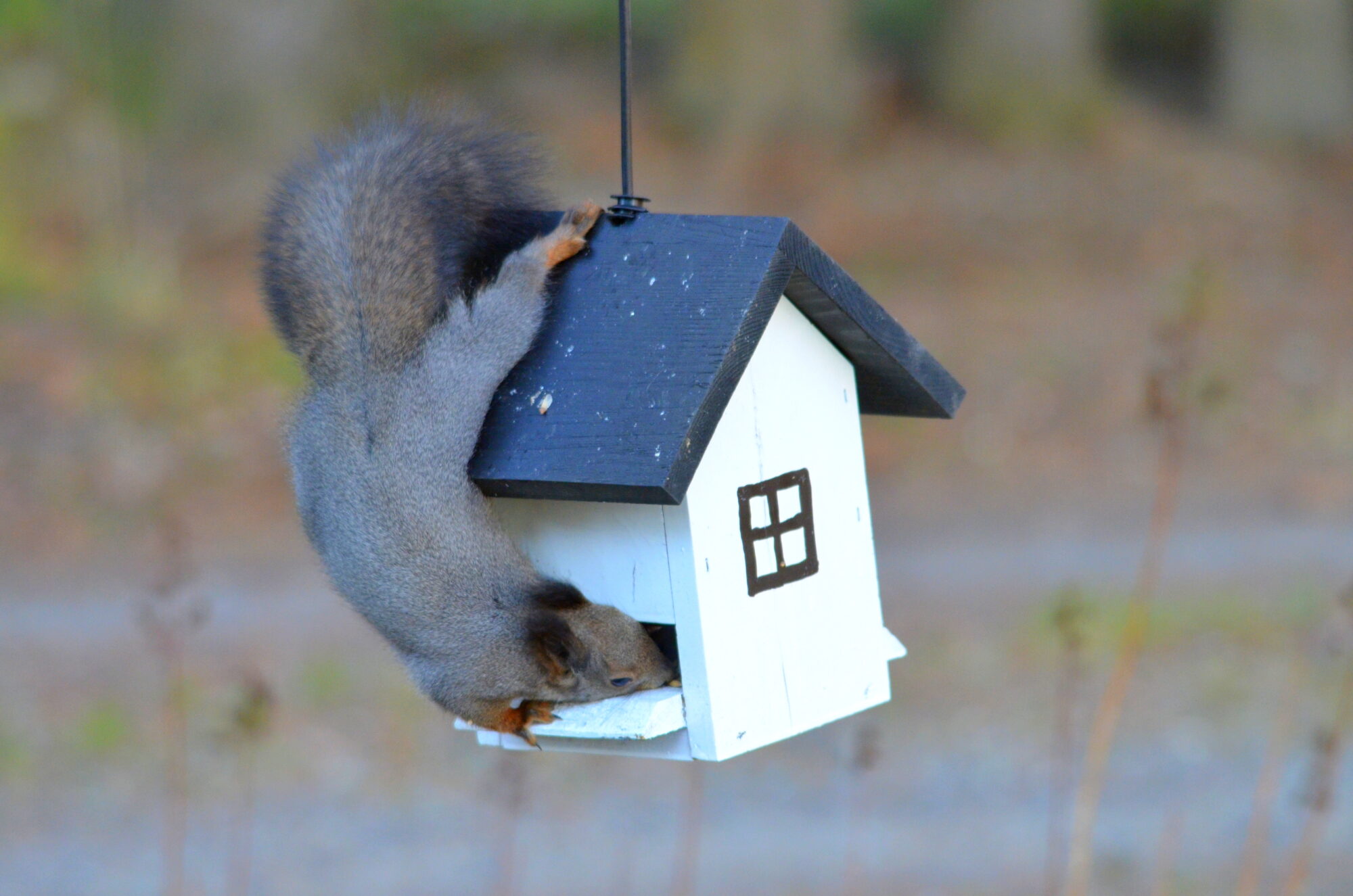 Valokuvaaja: Kaarlo Asikainen