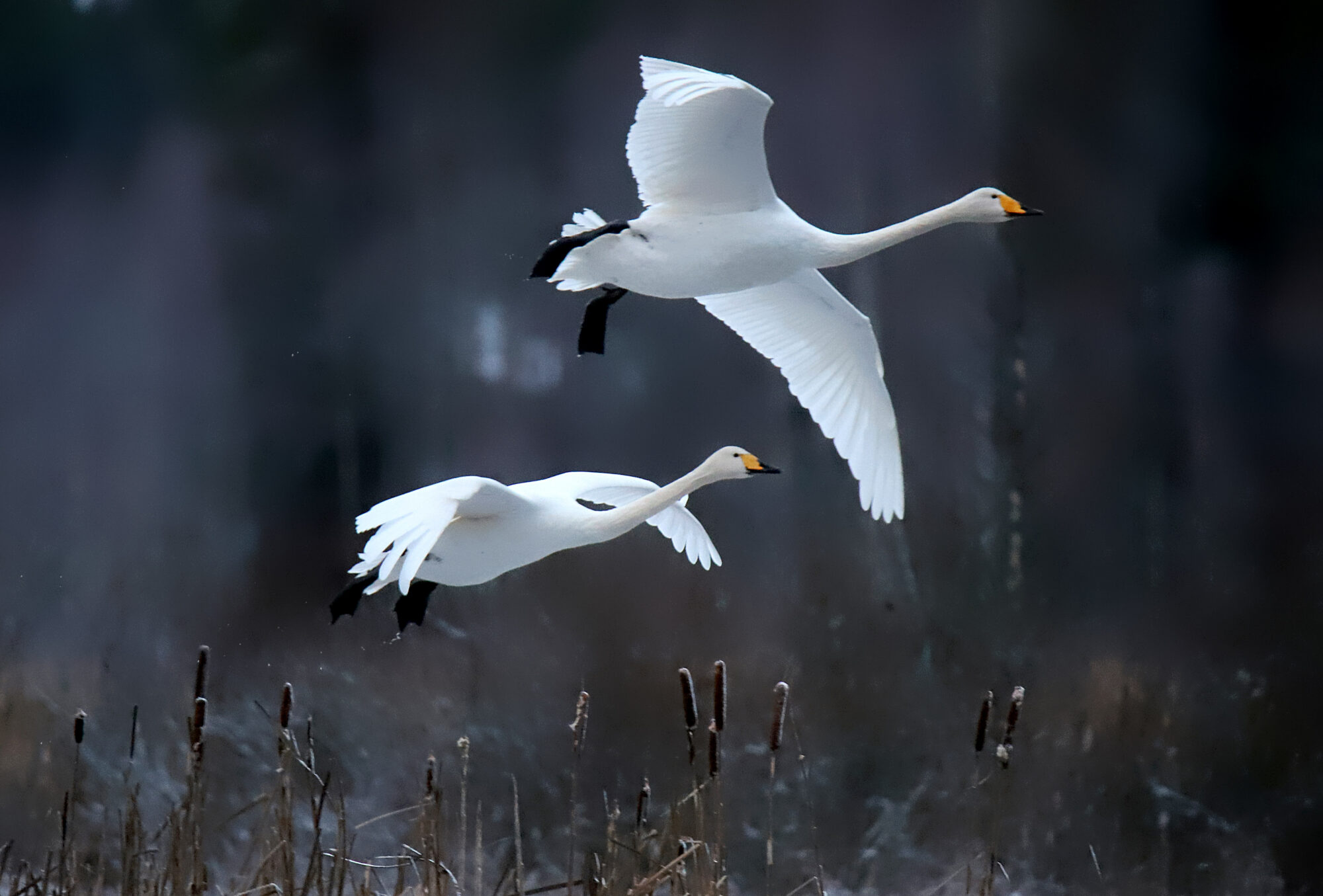 Valokuvaaja: sirpa jyske
