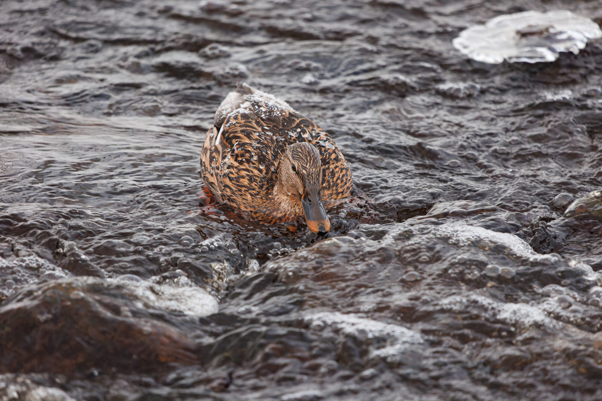 Valokuvaaja: Tommi Kujala