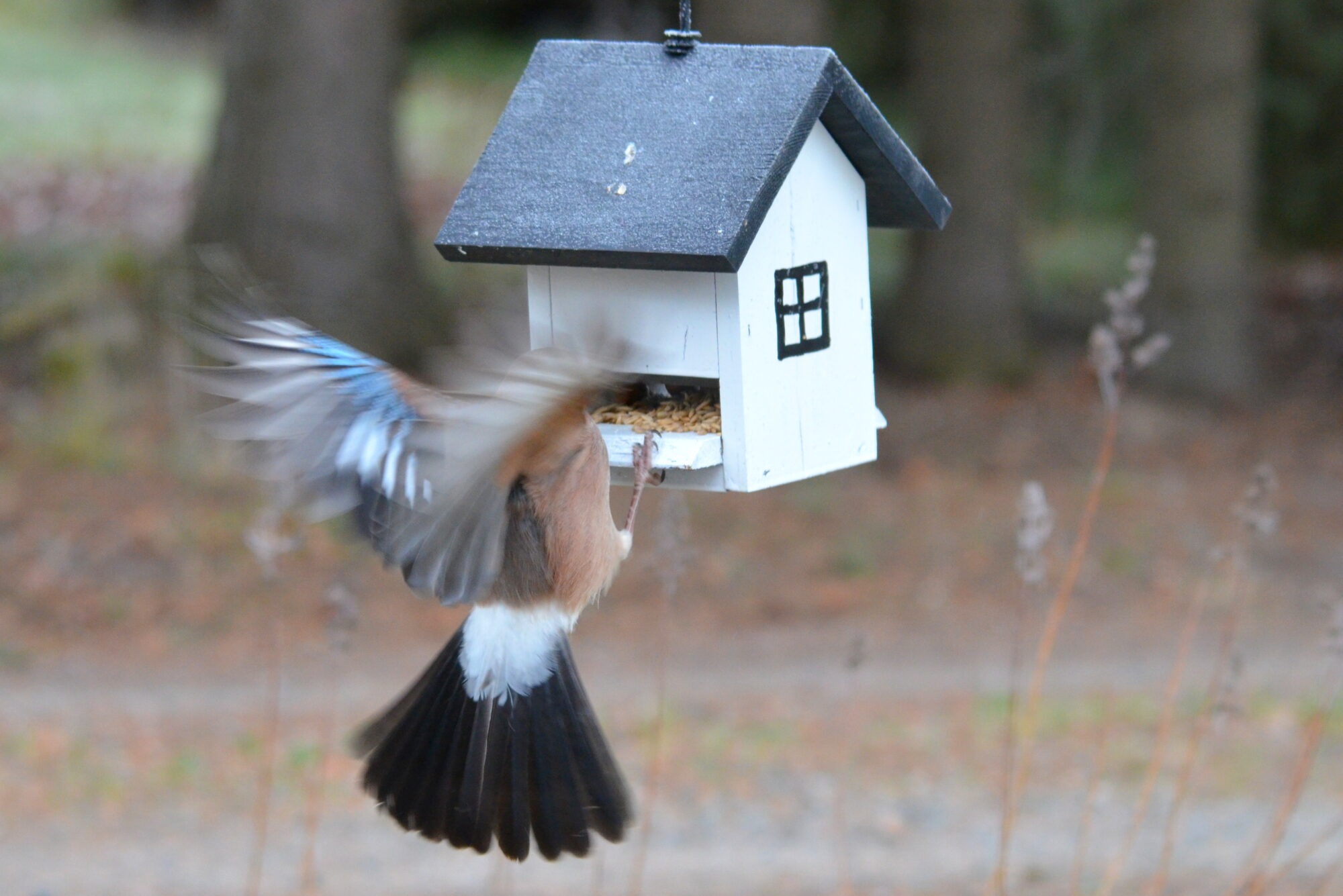 Valokuvaaja: Kaarlo Asikainen Valokuvaaja: Kaarlo Asikainen