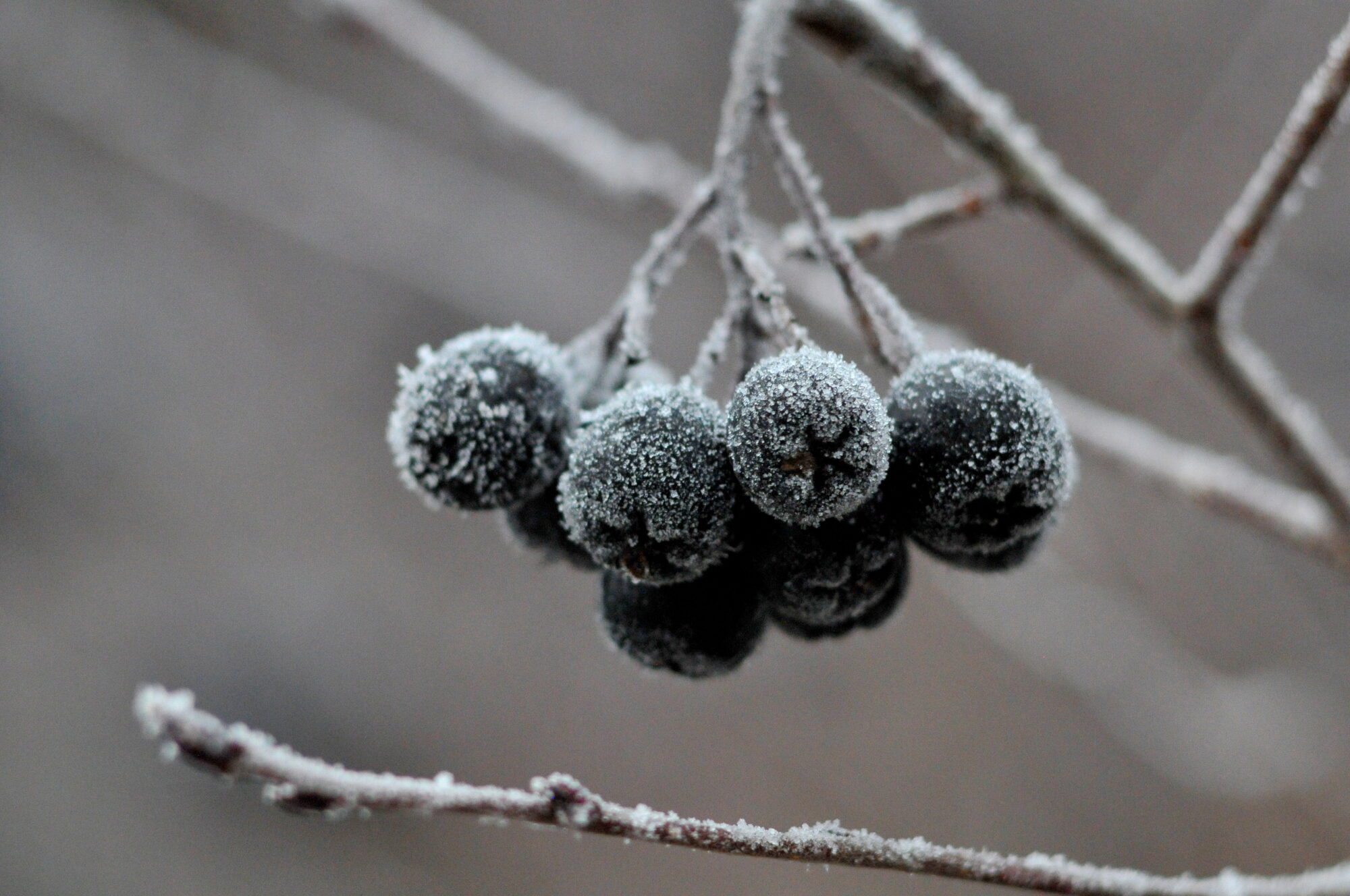 Valokuvaaja: Kaarlo Asikainen