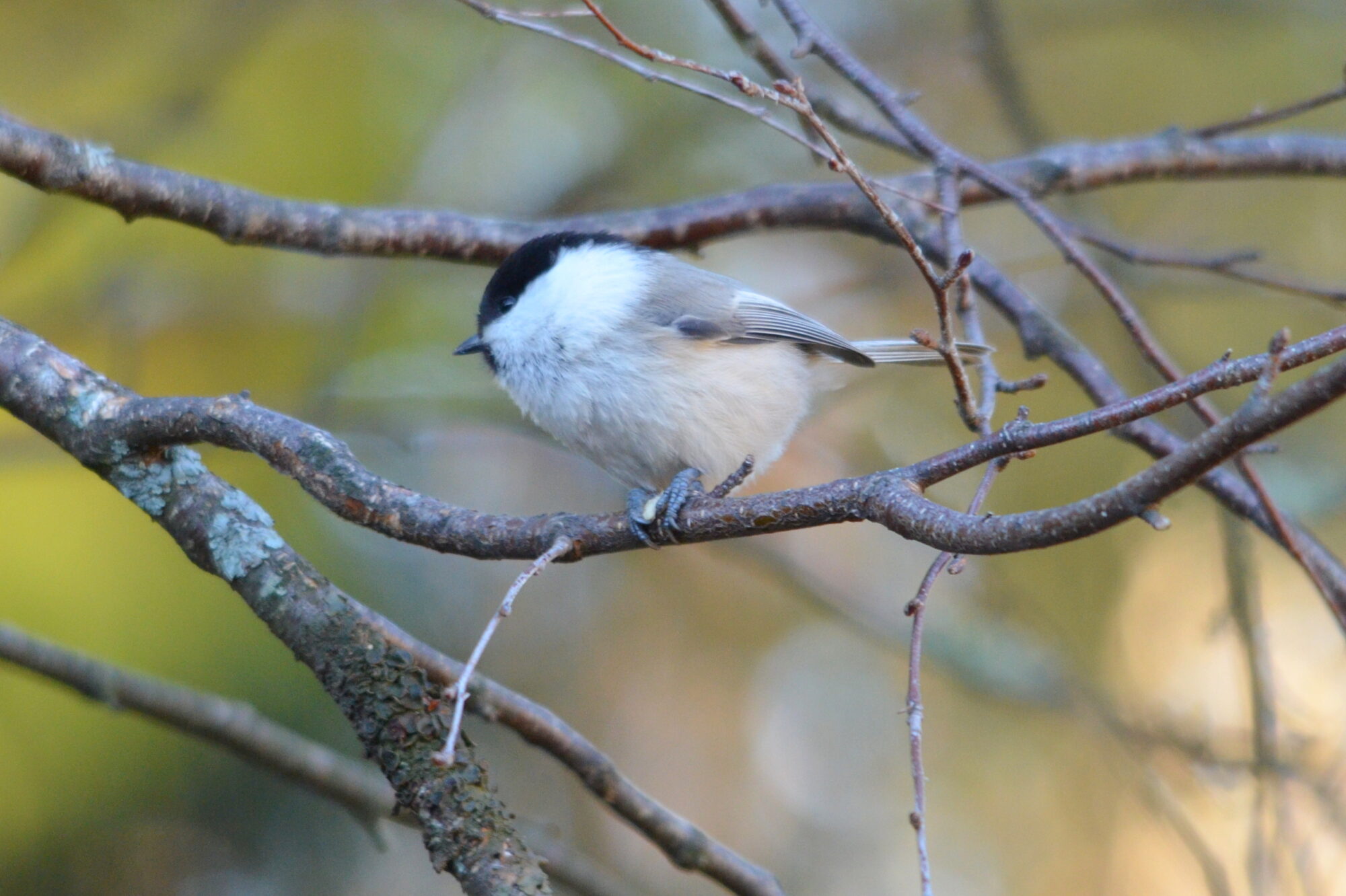 Valokuvaaja: Kaarlo Asikainen