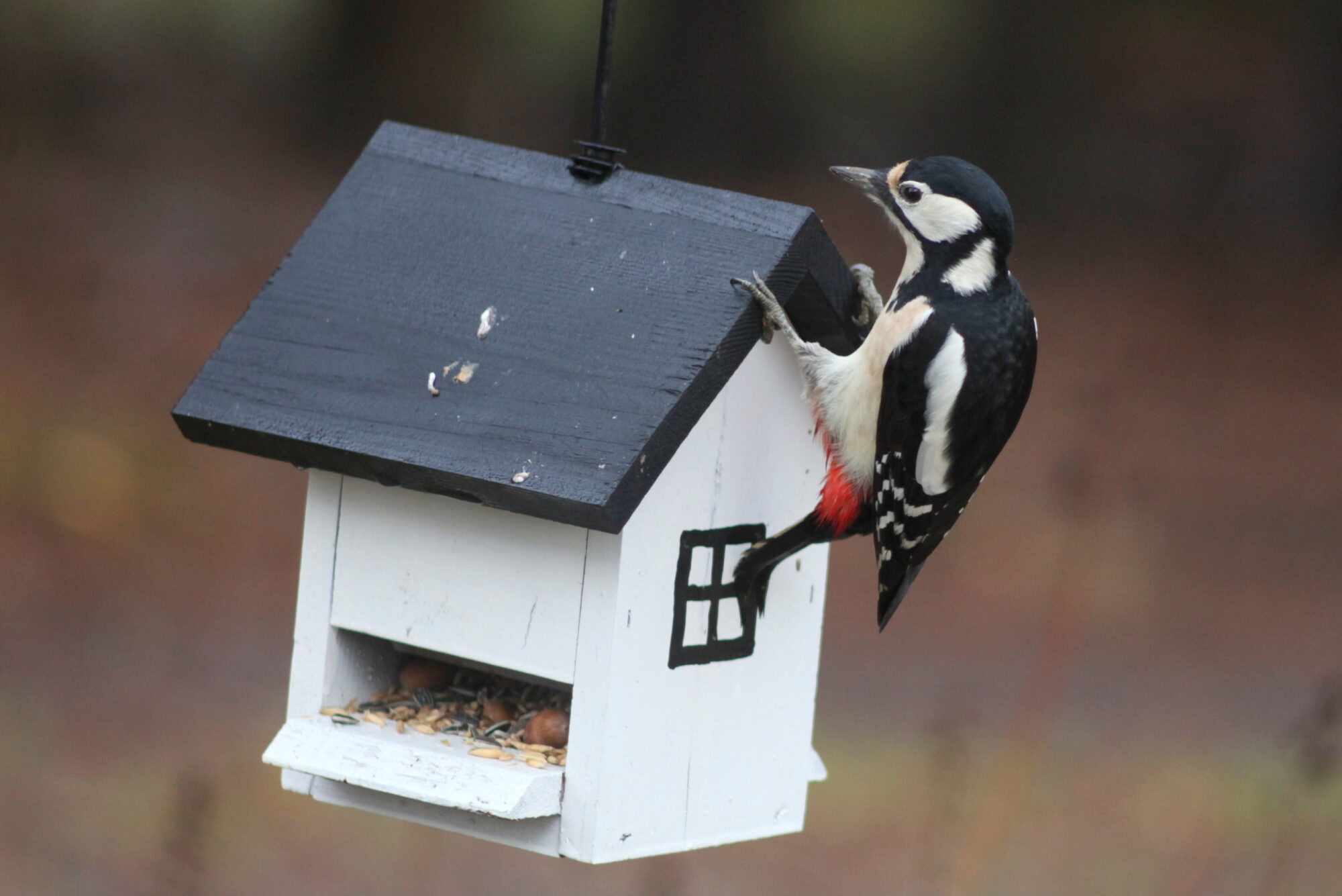 Valokuvaaja: Kaarlo Asikainen