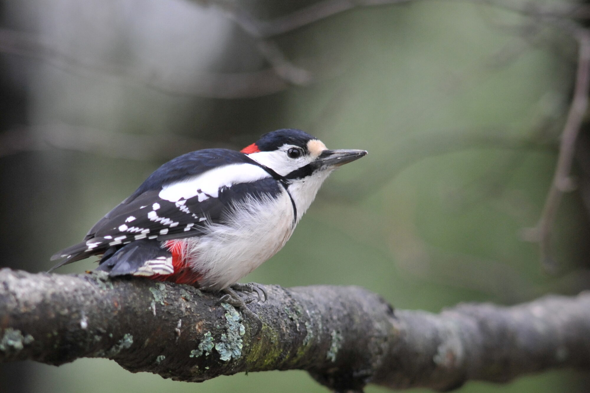 Valokuvaaja: Kaarlo Asikainen