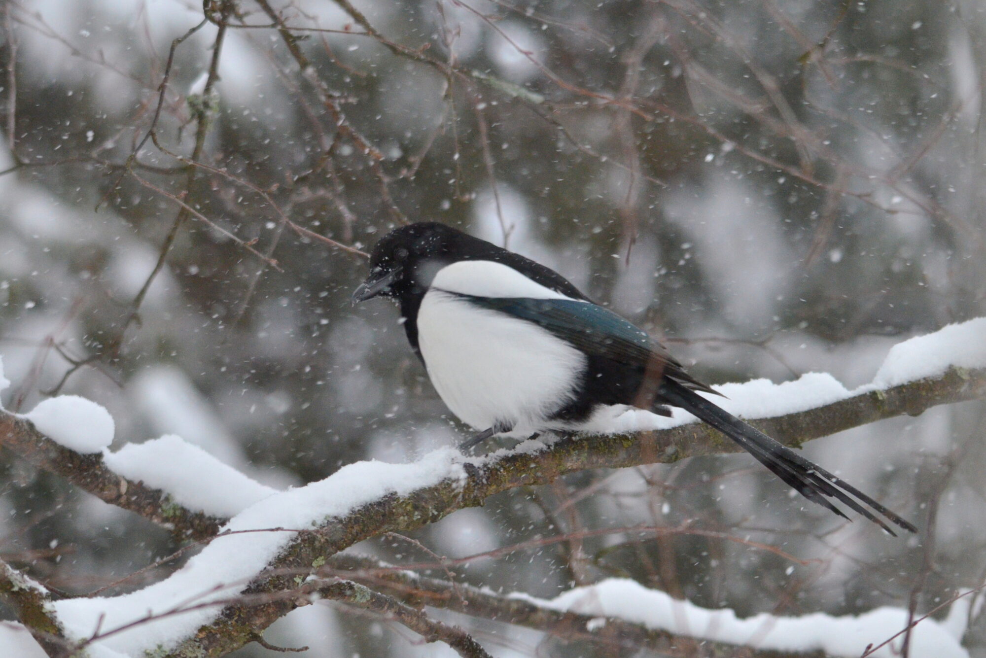Valokuvaaja: Kaarlo Asikainen Valokuvaaja: Kaarlo Asikainen