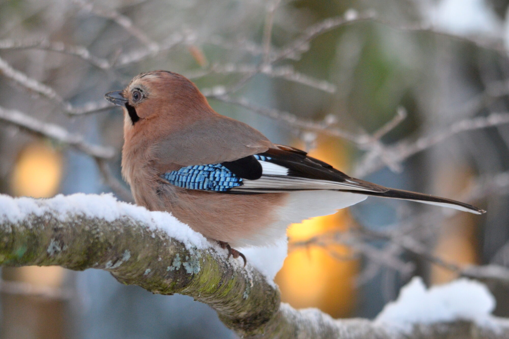 Valokuvaaja: Kaarlo Asikainen