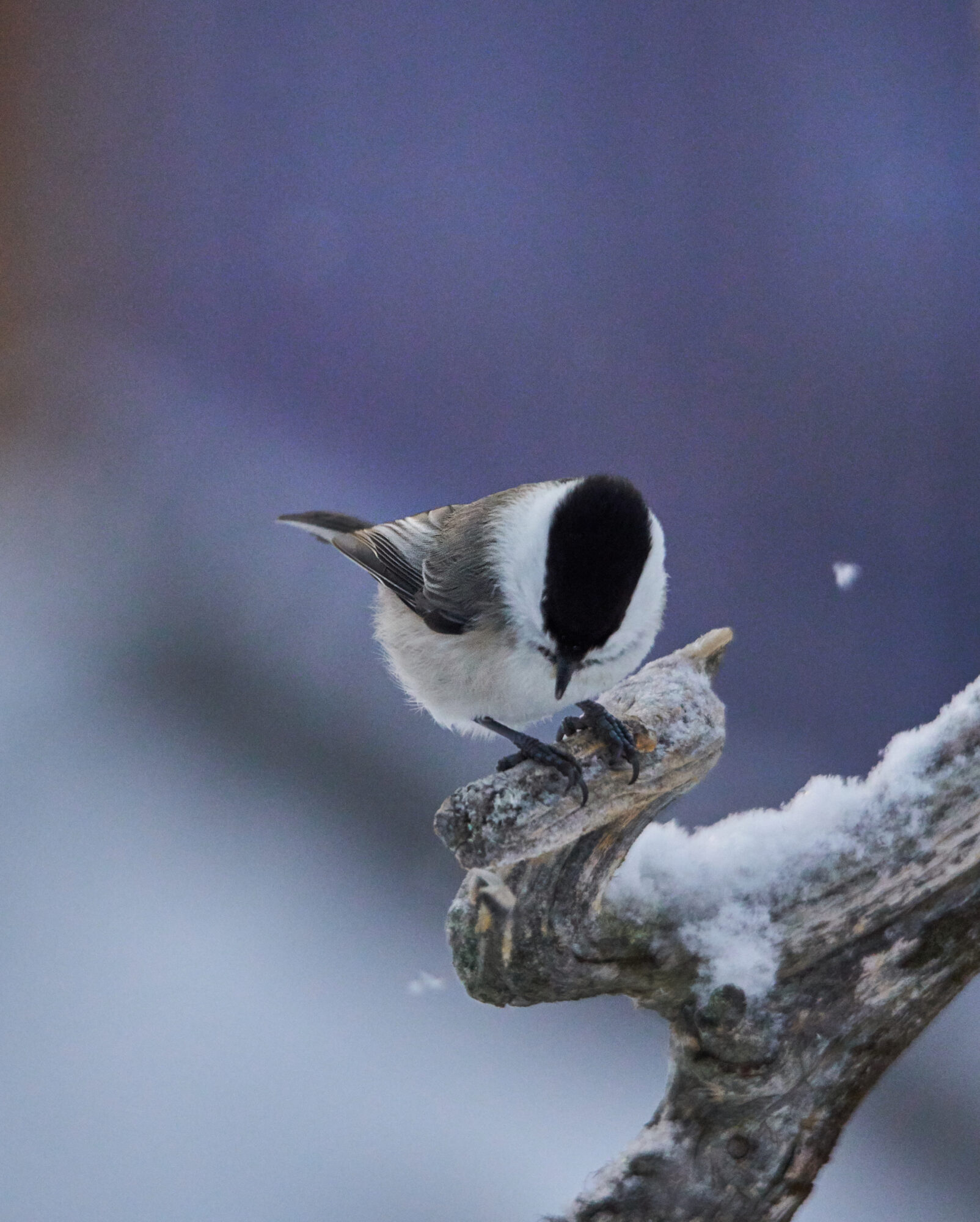 Valokuvaaja: Tarja Kouvo