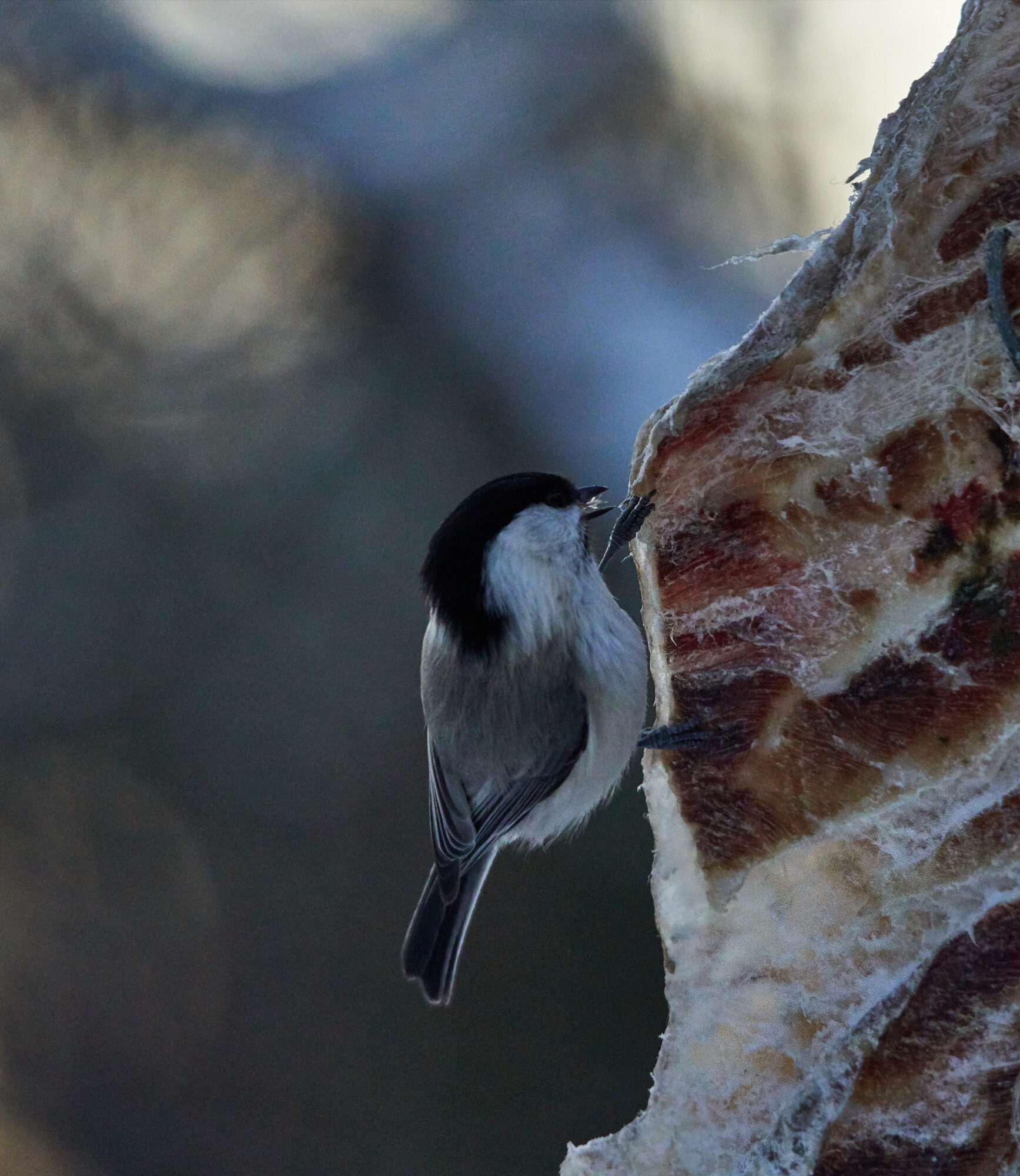 Valokuvaaja: Tarja Kouvo