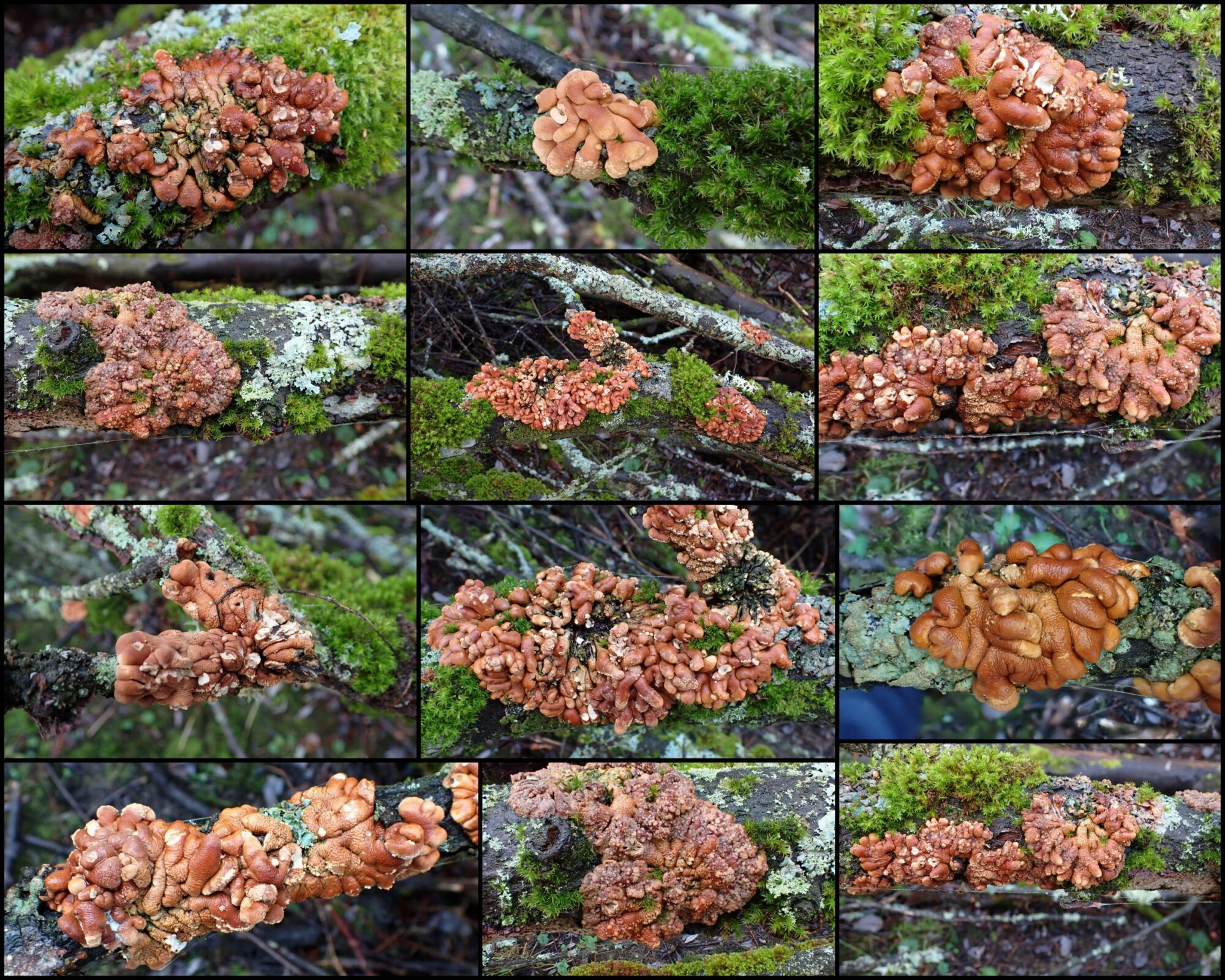 Valokuvaaja: Kari Aaltonen, Salo