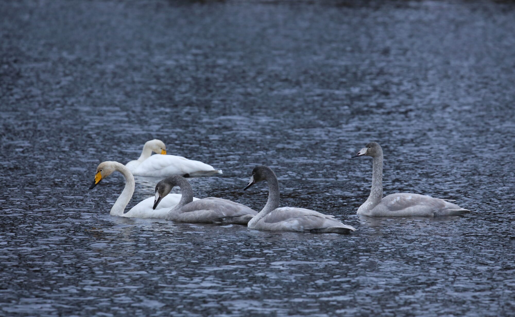 Valokuvaaja: Jaana Saarelainen