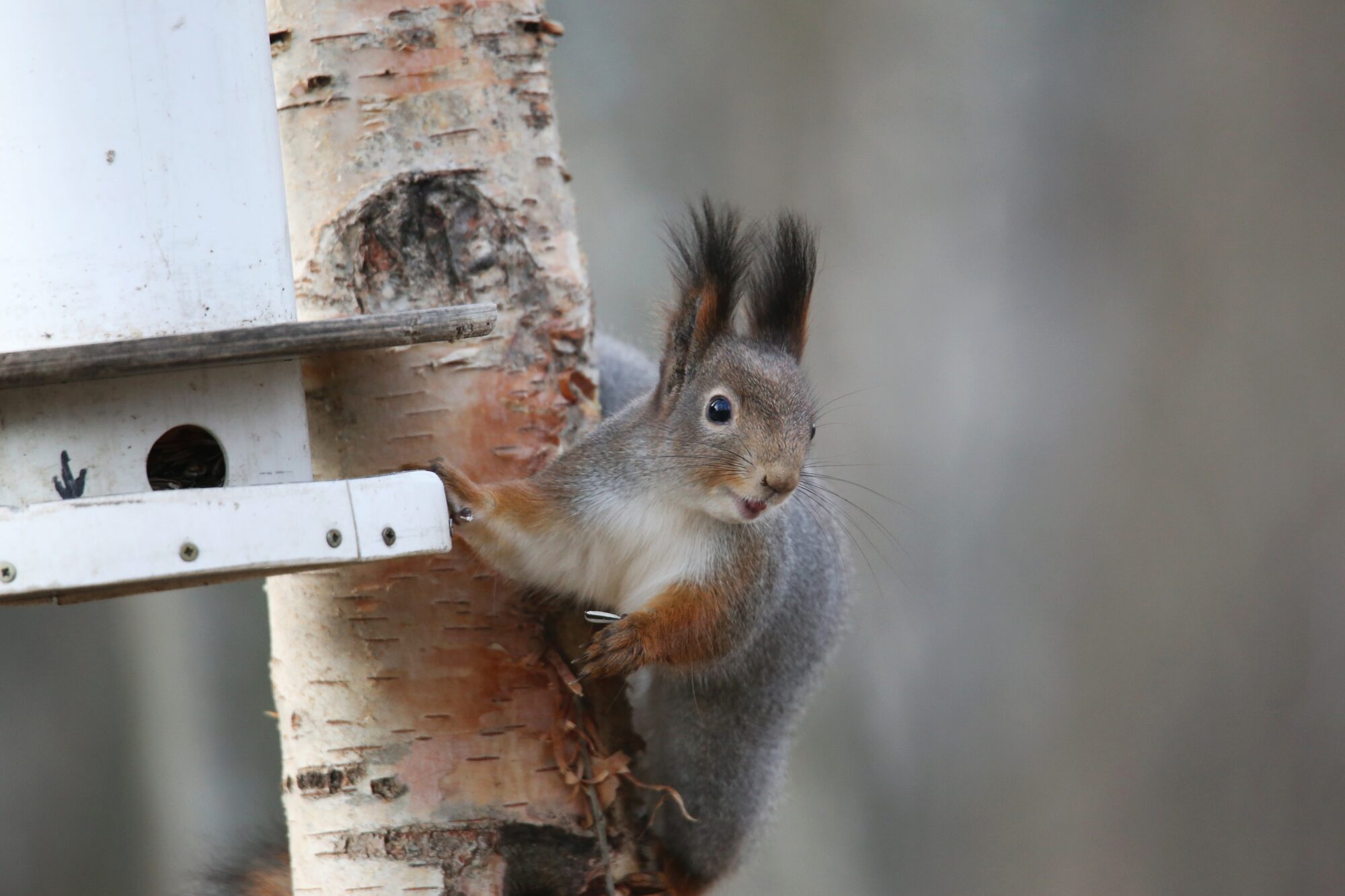 Valokuvaaja: Jaana Saarelainen