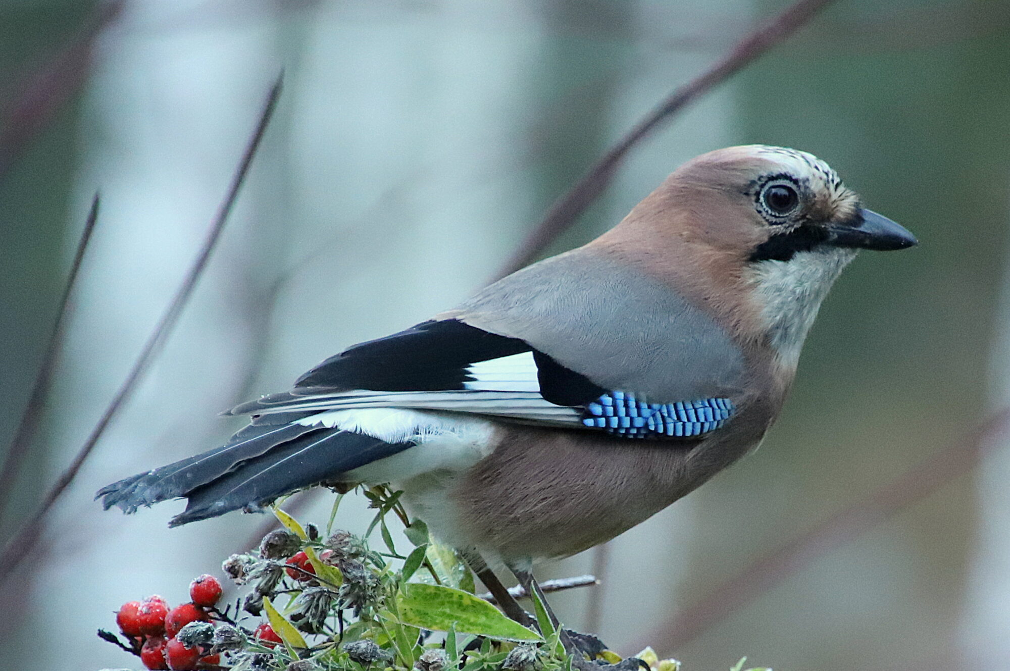 Valokuvaaja: sirpa jyske