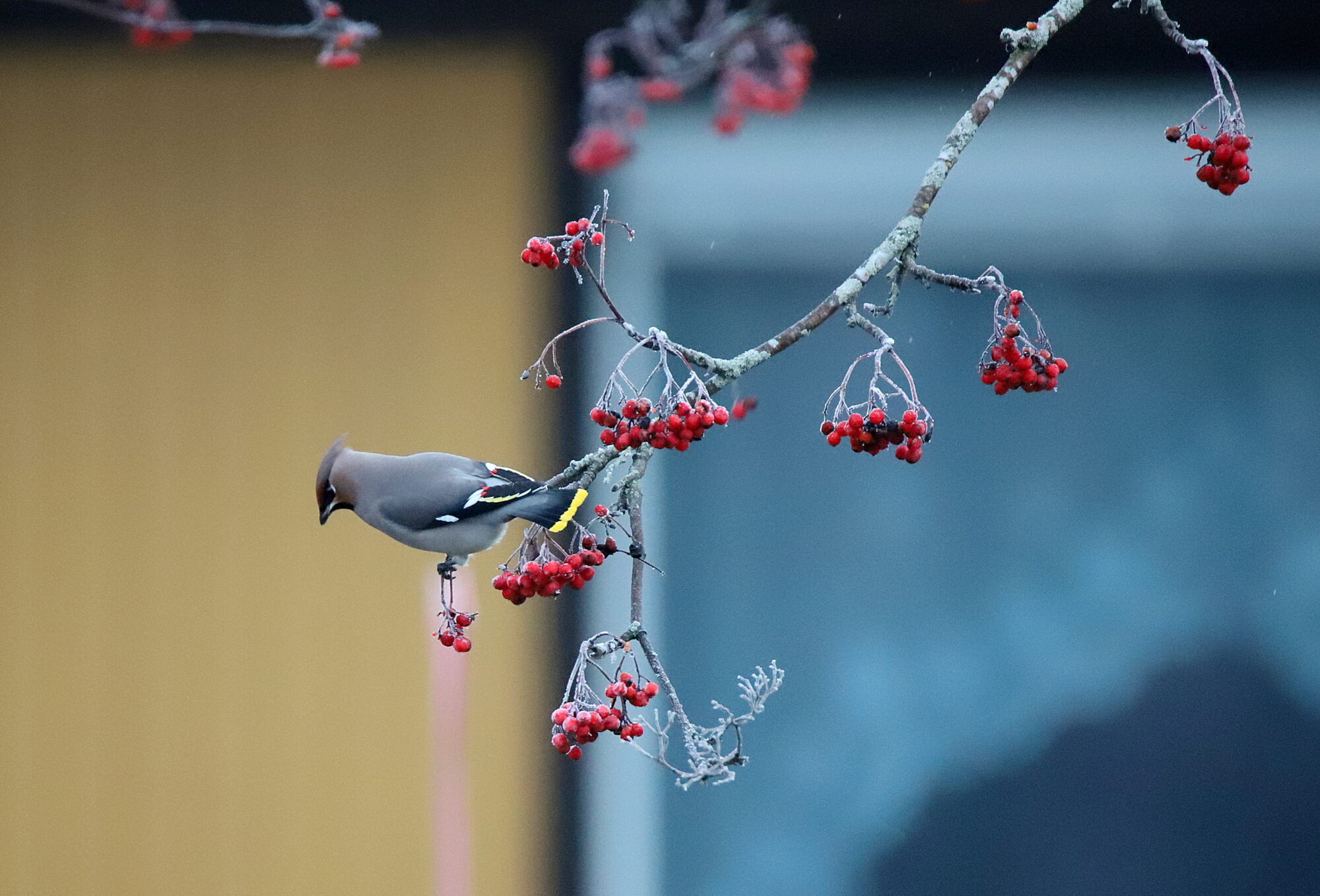 Valokuvaaja: sirpa jyske