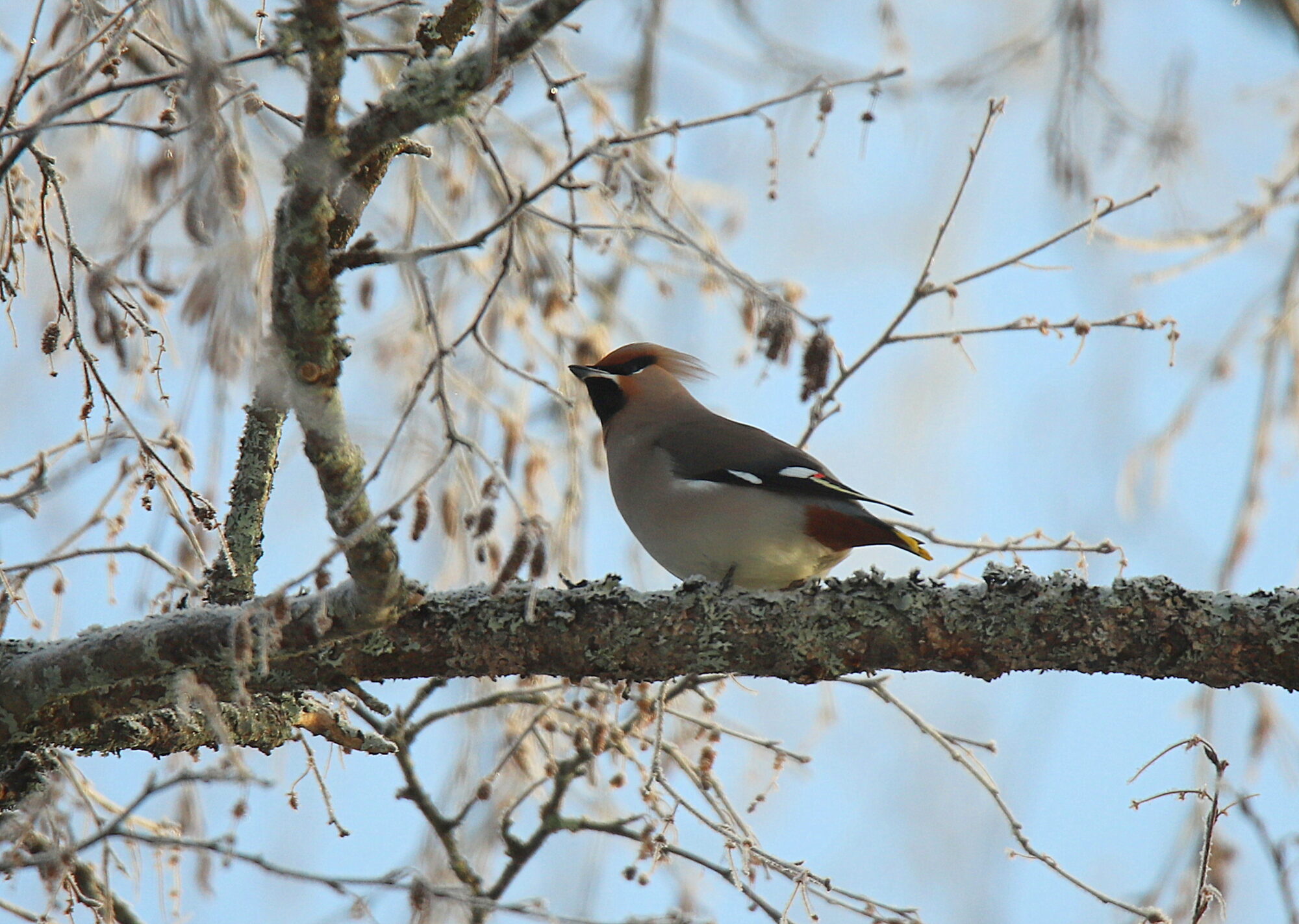 Valokuvaaja: sirpa jyske Valokuvaaja: sirpa jyske