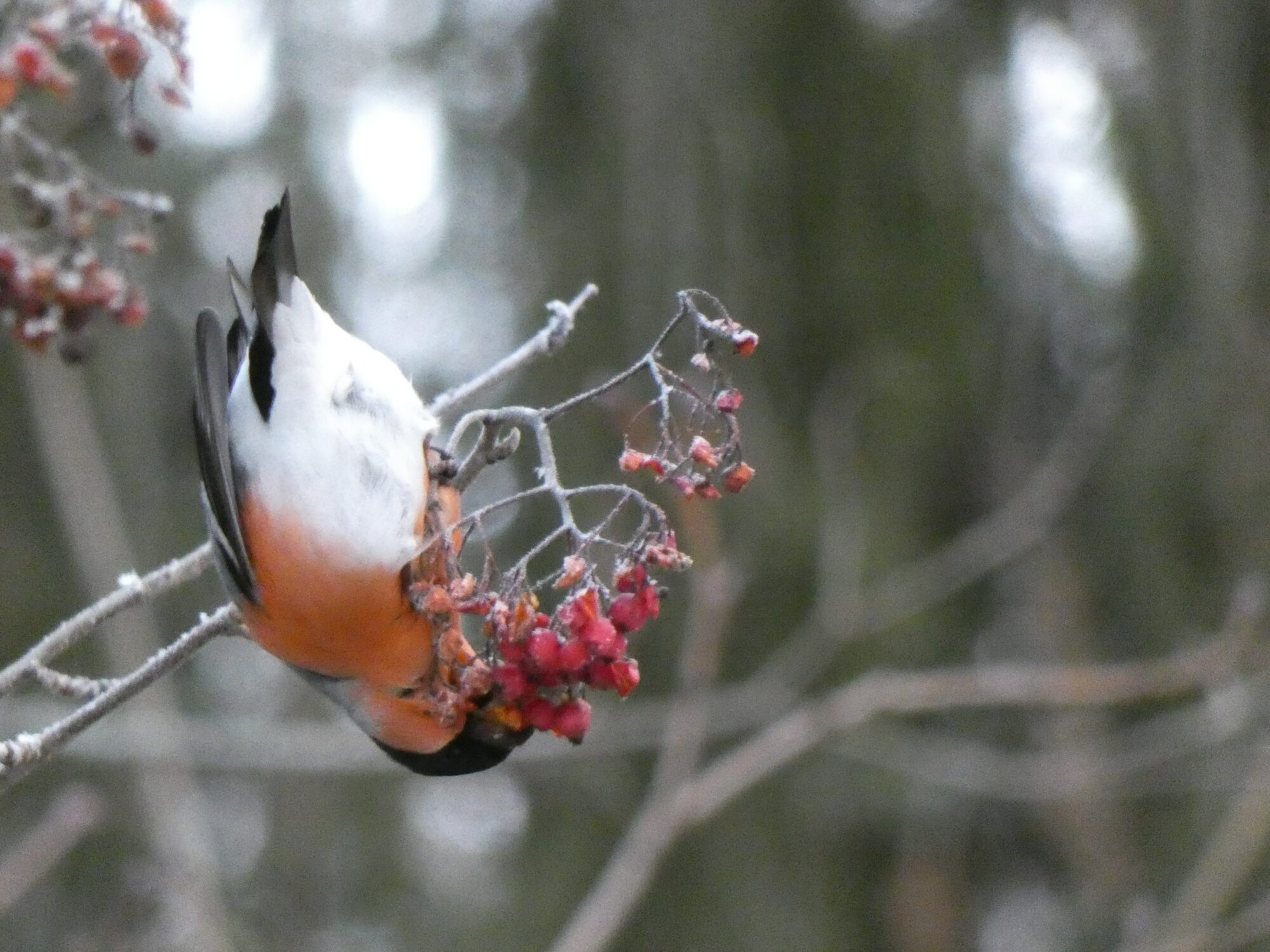 Valokuvaaja: Pekka Heino