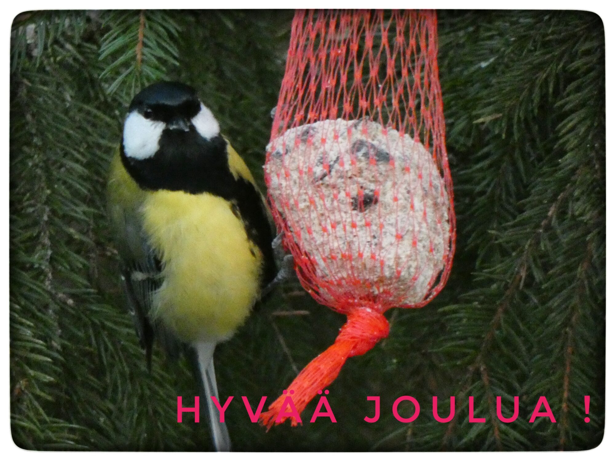 Valokuvaaja: Pekka Heino