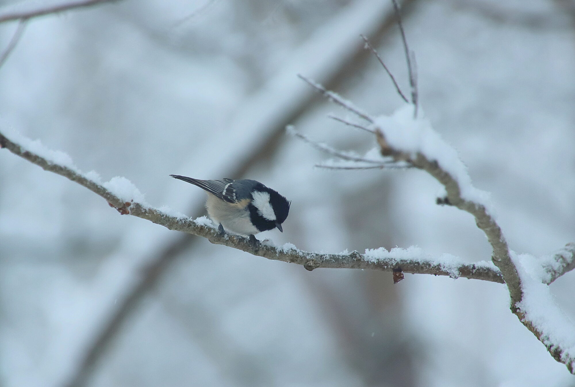 Valokuvaaja: sirpa jyske Valokuvaaja: sirpa jyske