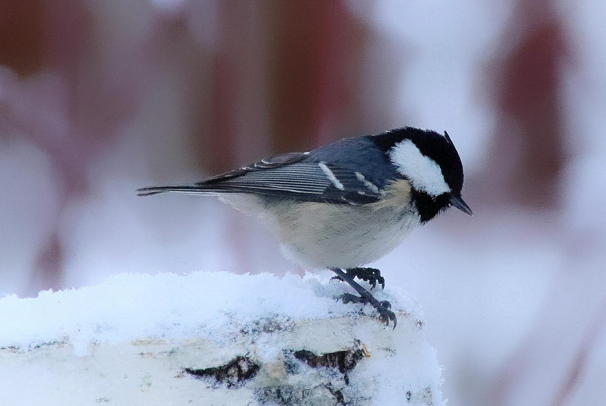 Valokuvaaja: sirpa jyske