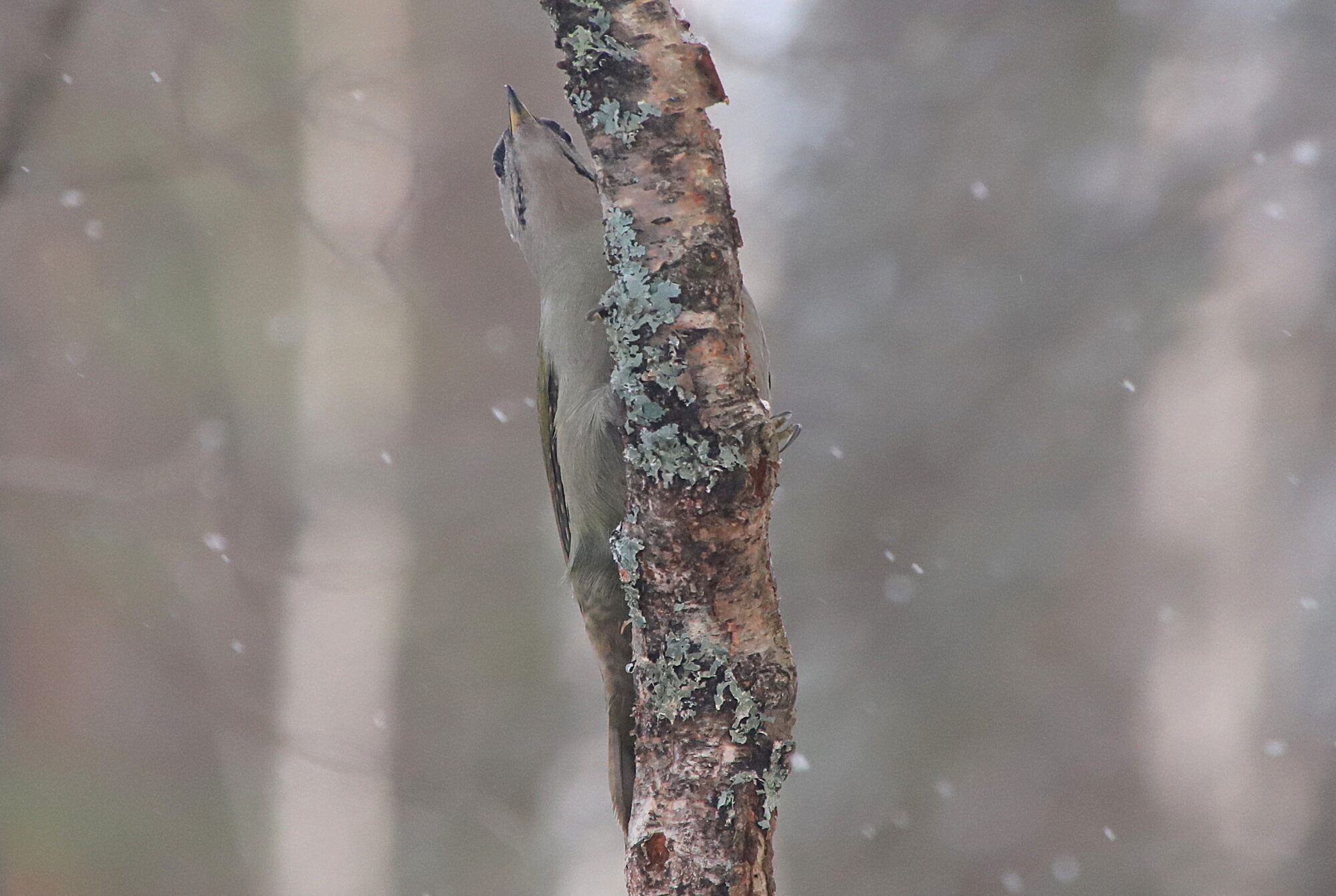 Valokuvaaja: sirpa jyske Valokuvaaja: sirpa jyske