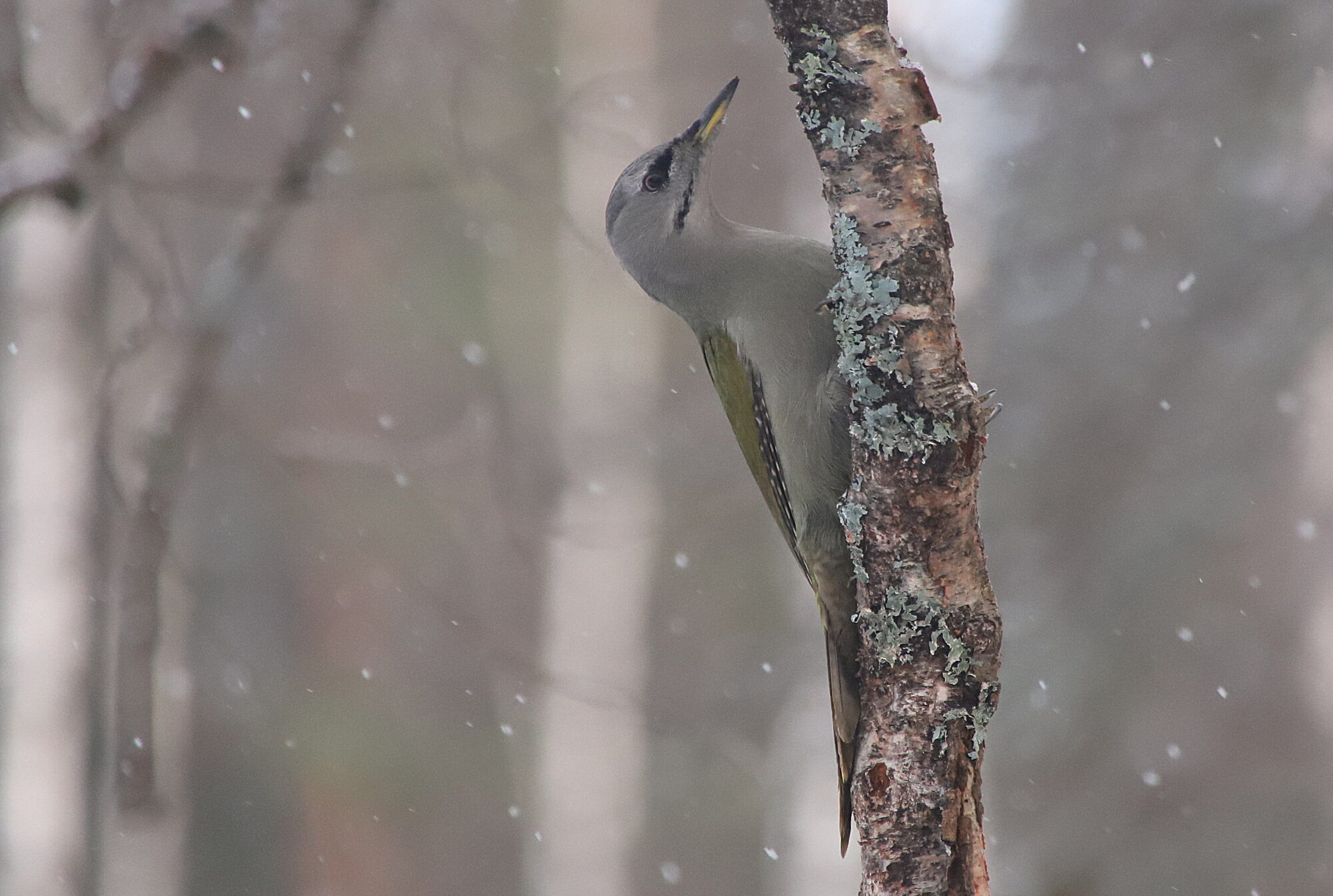 Valokuvaaja: sirpa jyske
